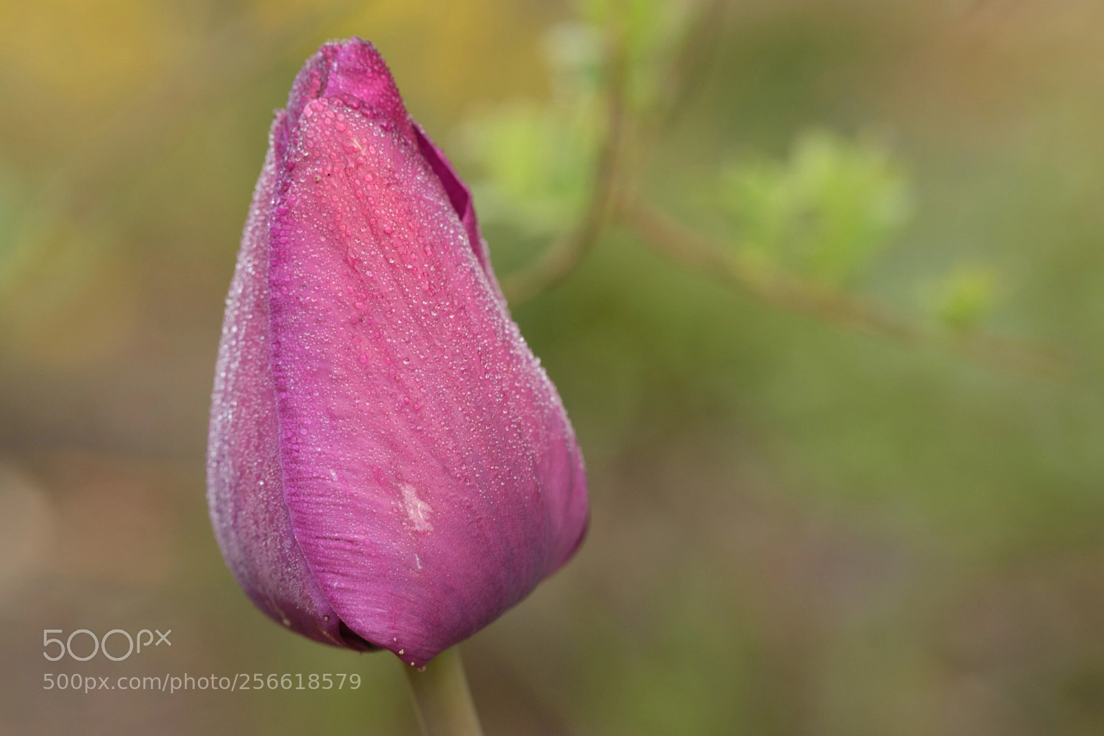Nikon D5500 sample photo. Everything about you is photography