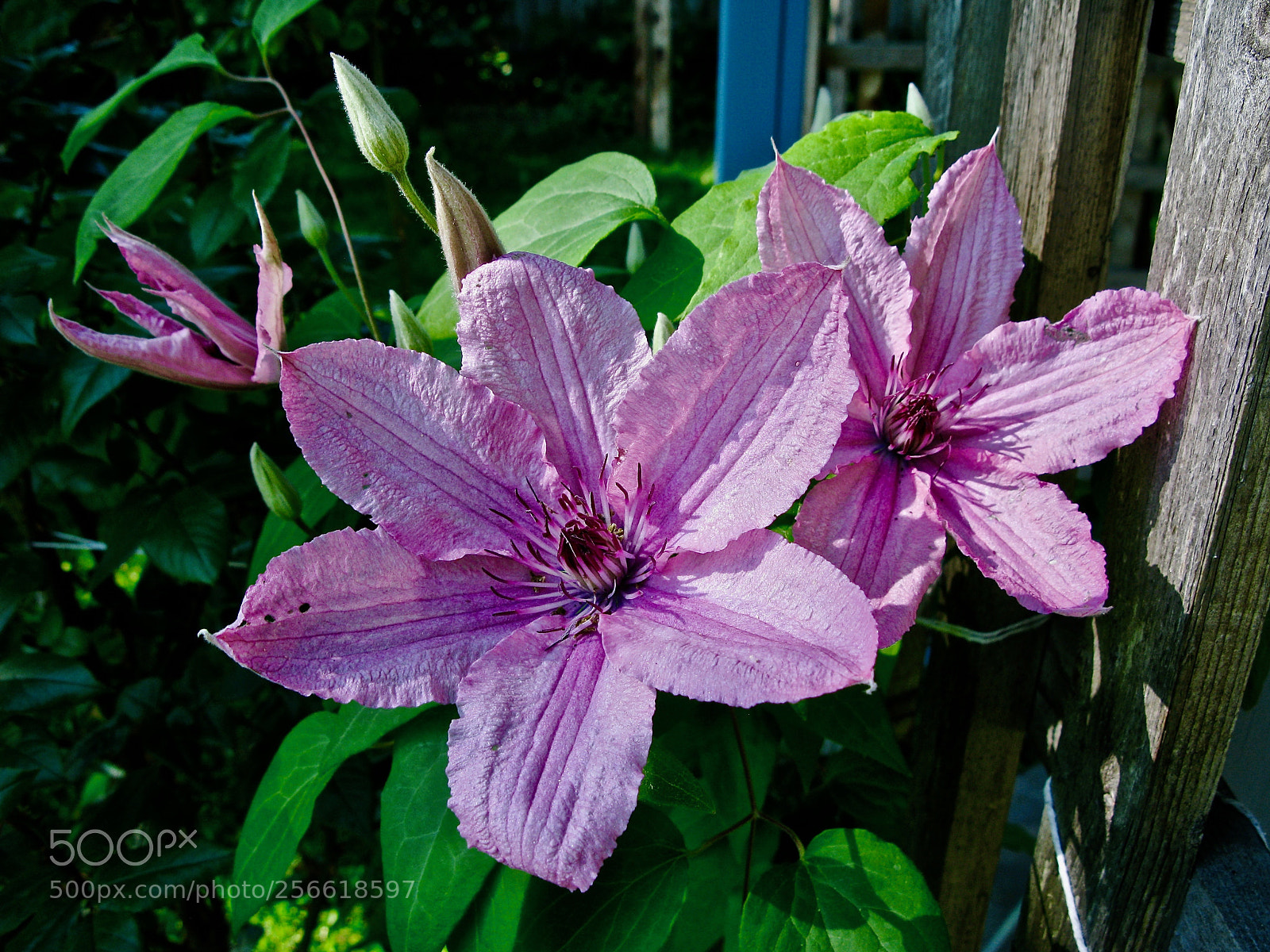 Canon POWERSHOT G9 sample photo. Clematis in our garden photography