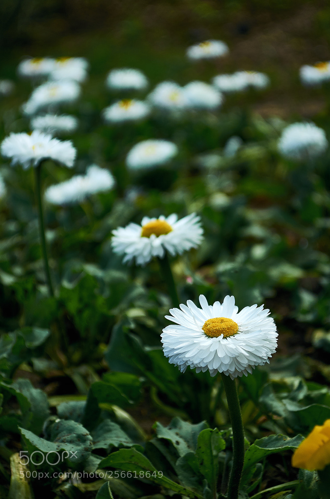 Nikon D5100 sample photo. Сhamomile photography