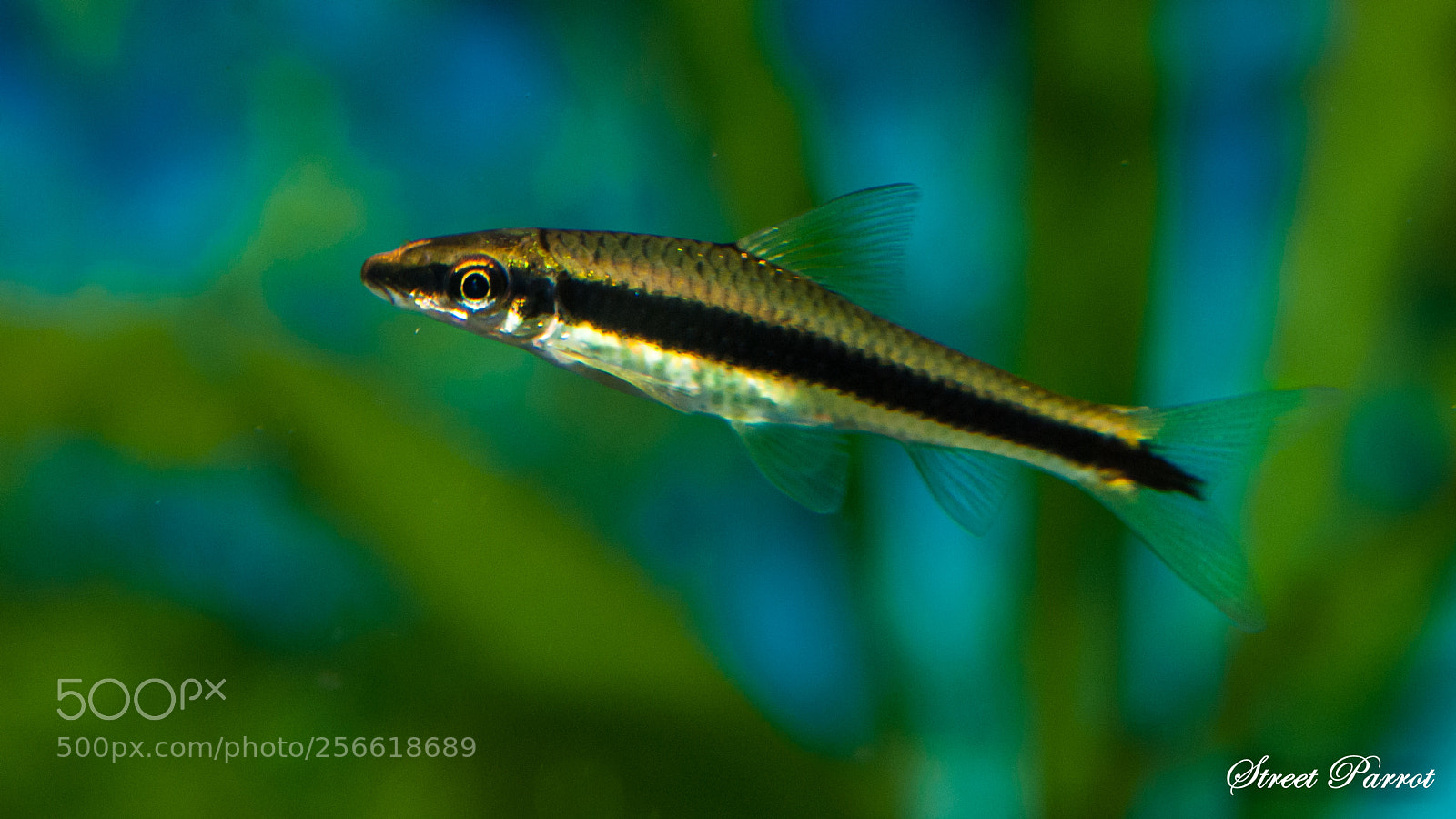 Nikon D200 sample photo. Crossocheilus siamensis photography
