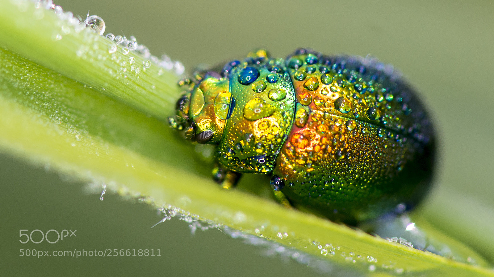 Nikon D800 sample photo. Rainbow insect photography