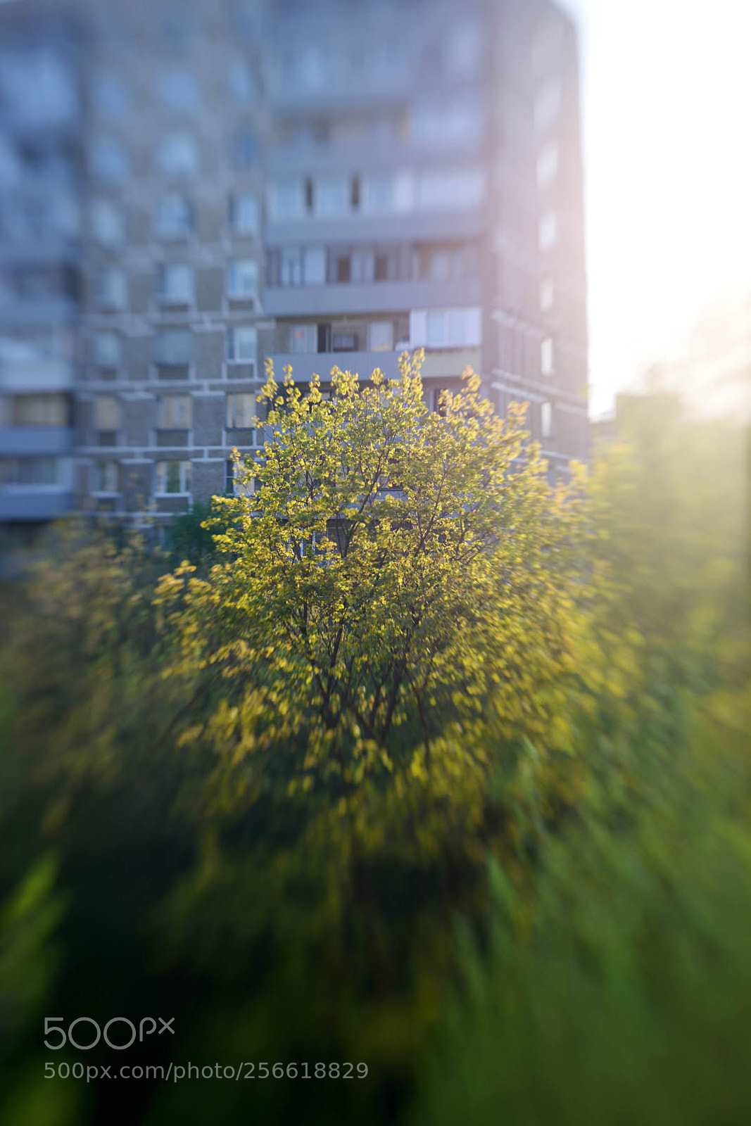 Nikon D600 sample photo. Spring morning photography
