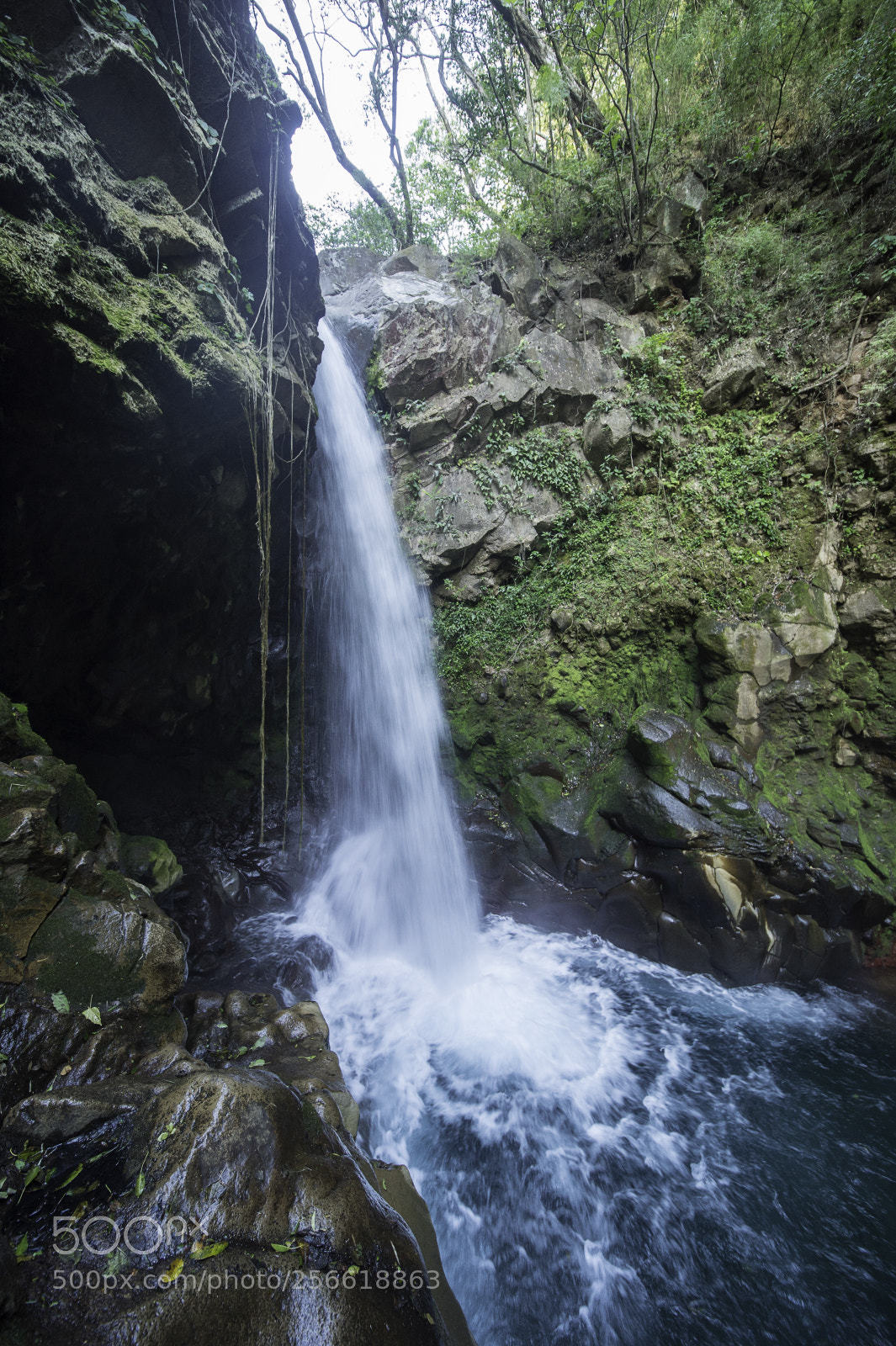 Nikon D4 sample photo. Catarato de la oropendula photography
