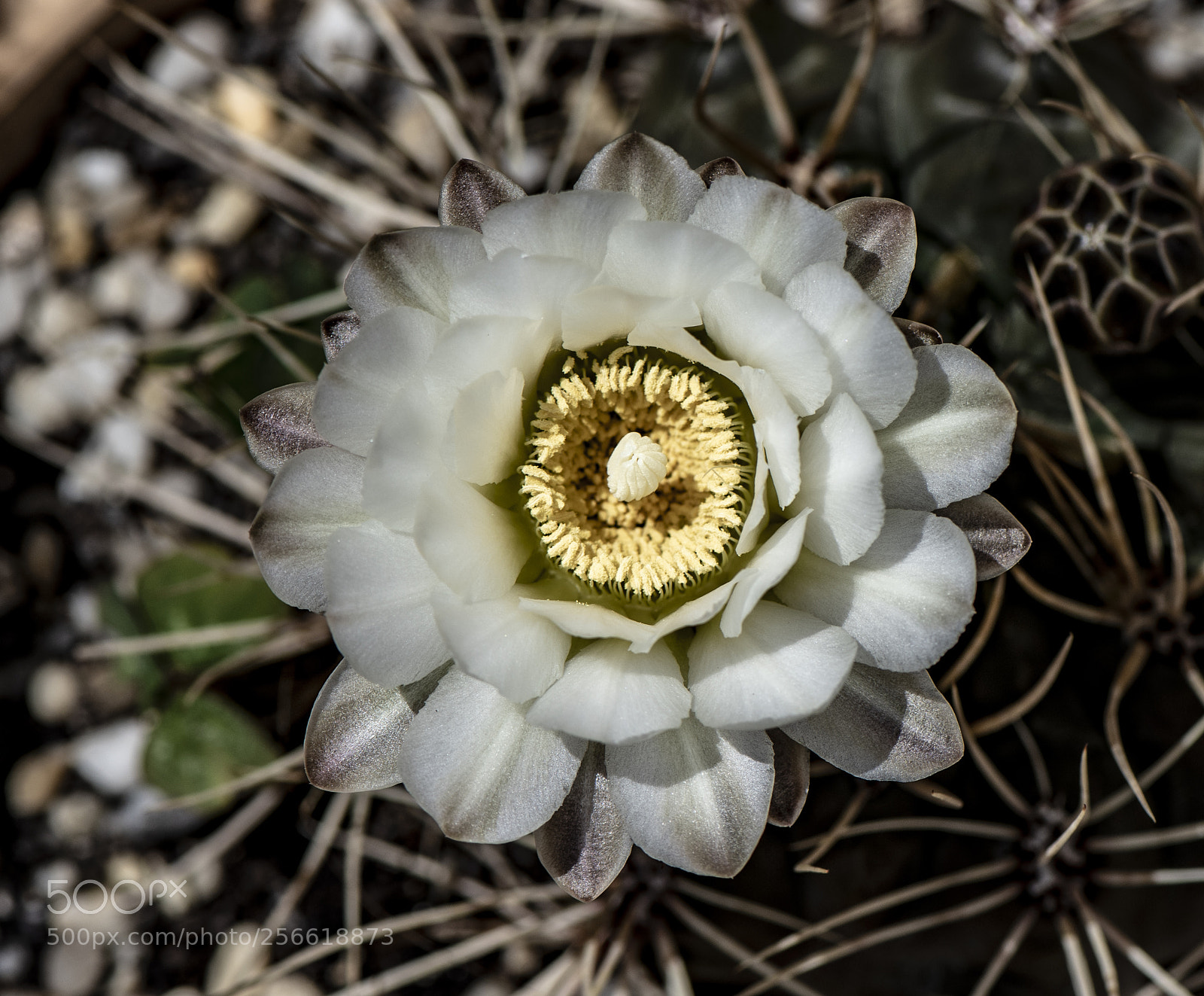 Nikon D810 sample photo. Primavera photography