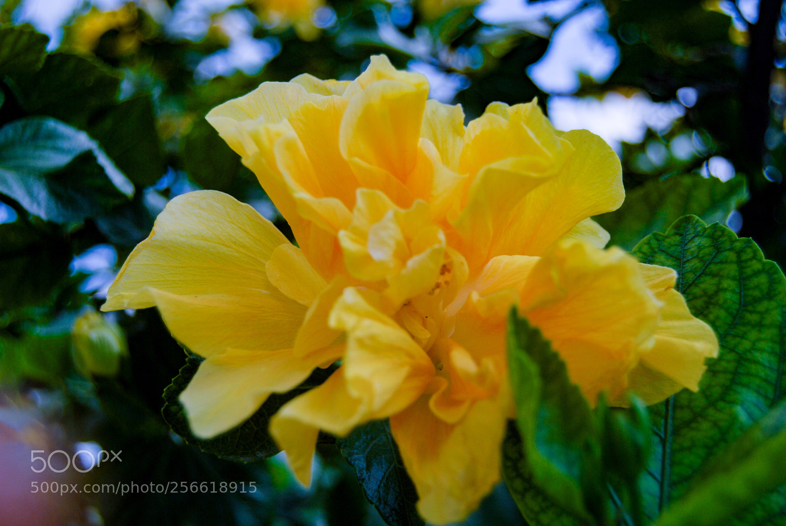 Nikon D40X sample photo. Yellow photography