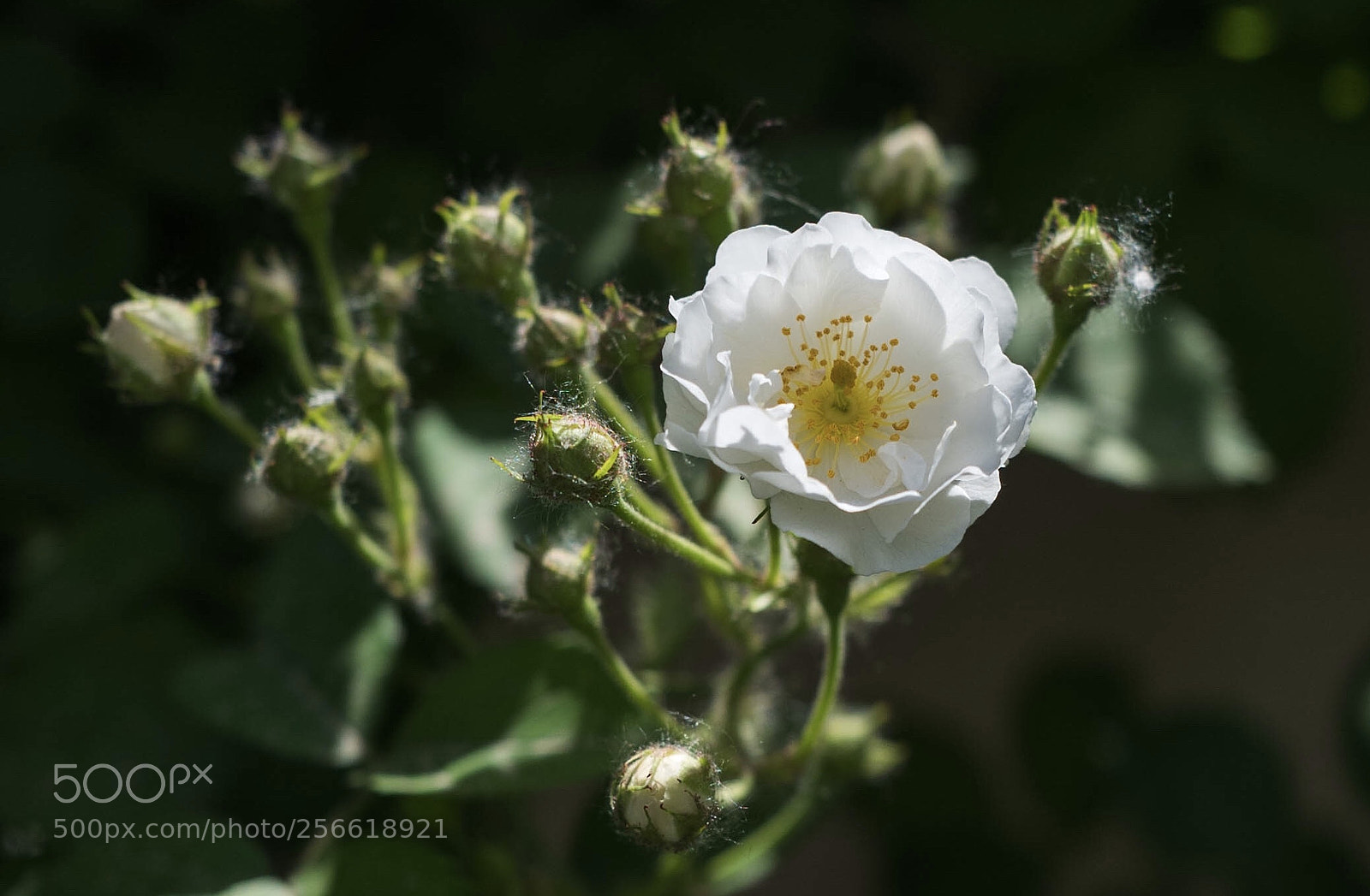 Leica Q (Typ 116) sample photo. White photography