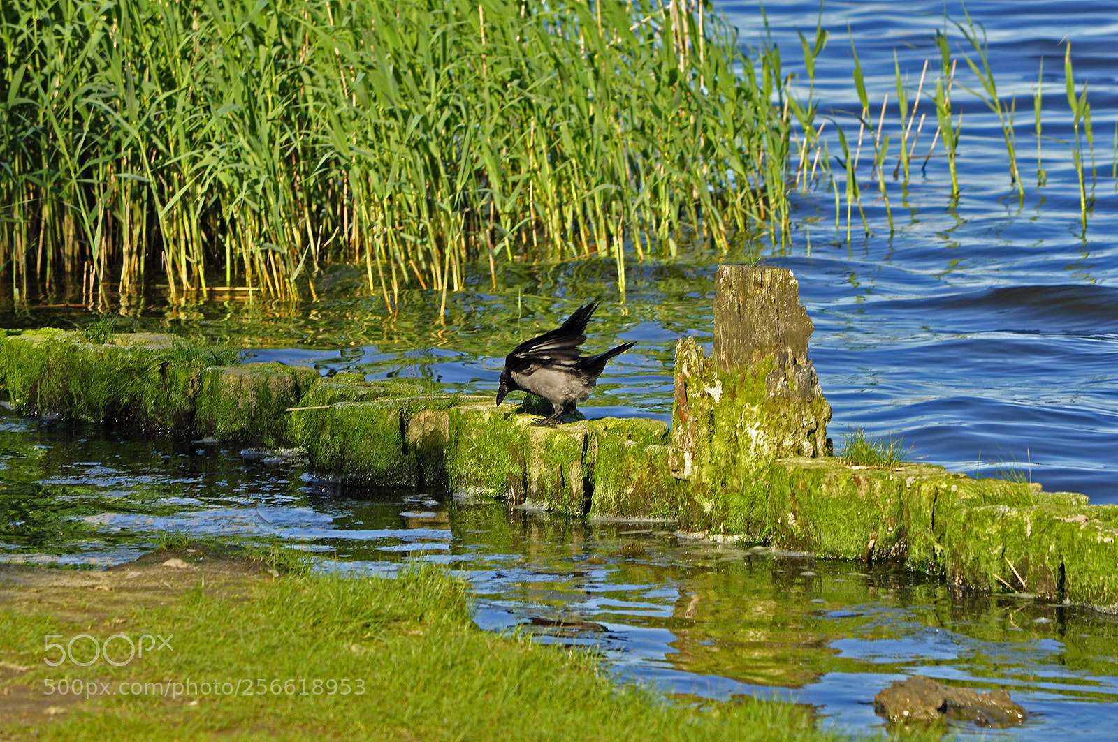 Nikon D90 sample photo. Crow on the water photography