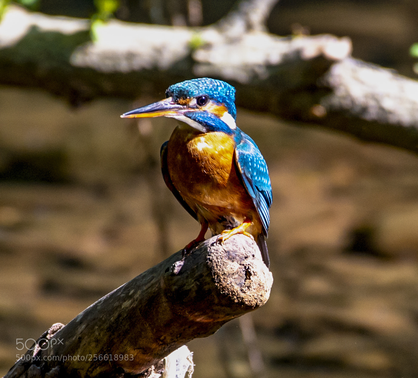 Nikon D4 sample photo. Kingfisher - sitting photography