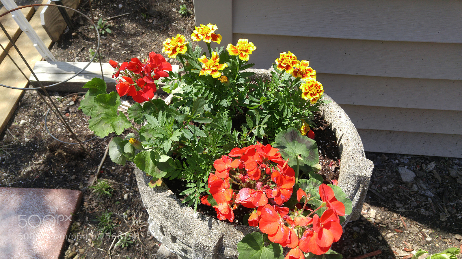 LG G4 sample photo. Cement urban vase photography