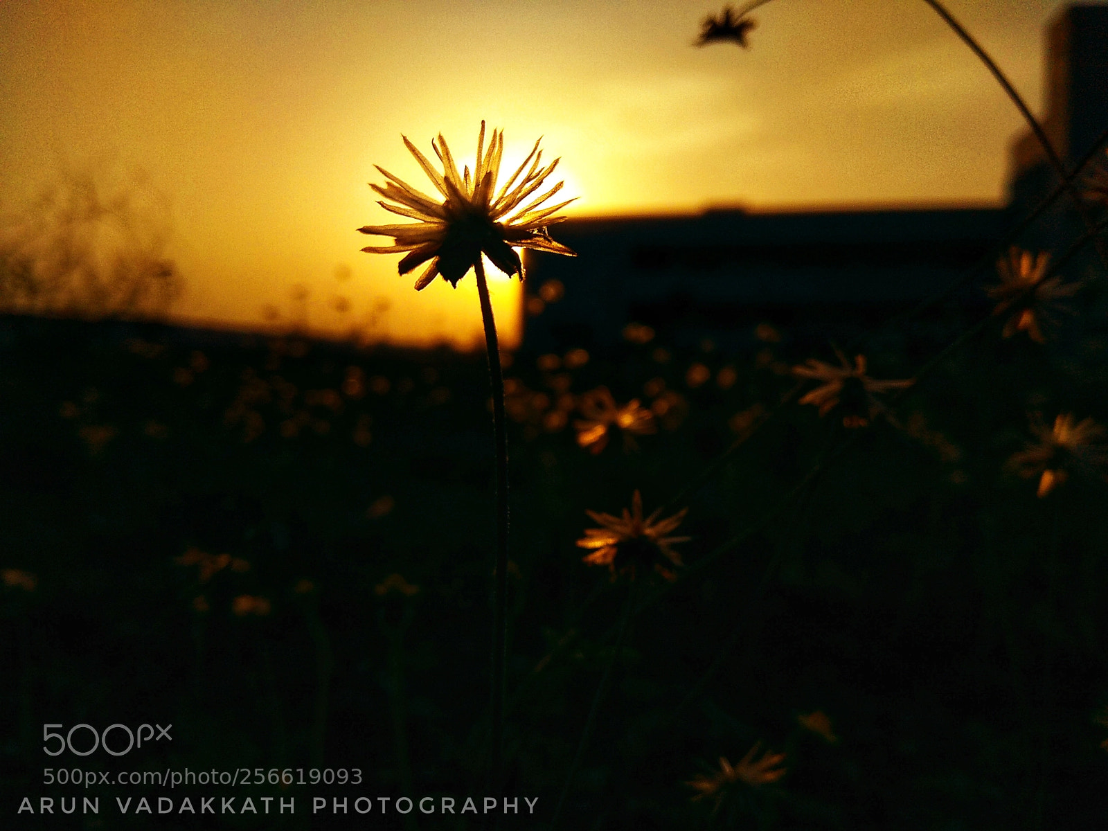 Xiaomi Redmi Note 4 sample photo. Evening bliss photography