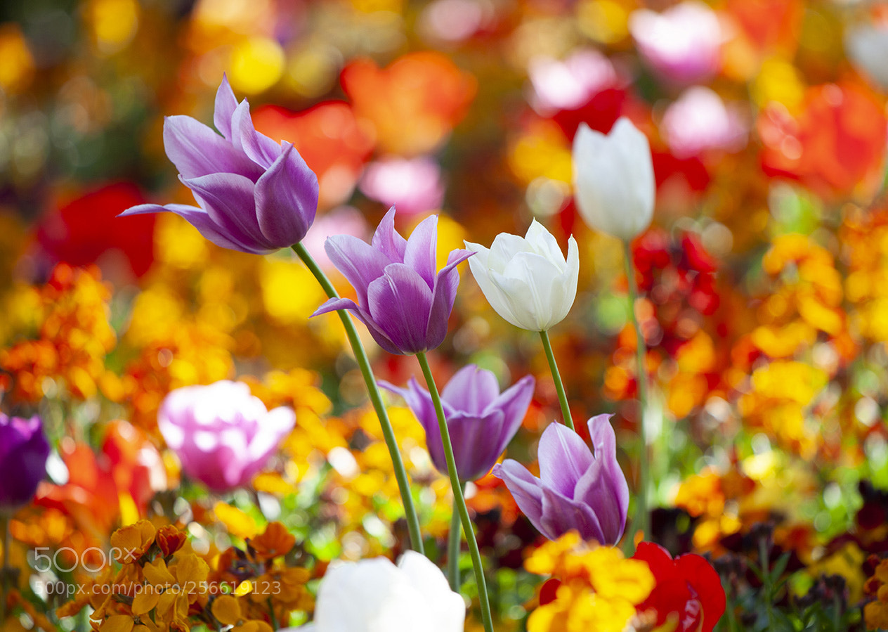 Canon EOS 5D Mark II sample photo. Spring is here photography