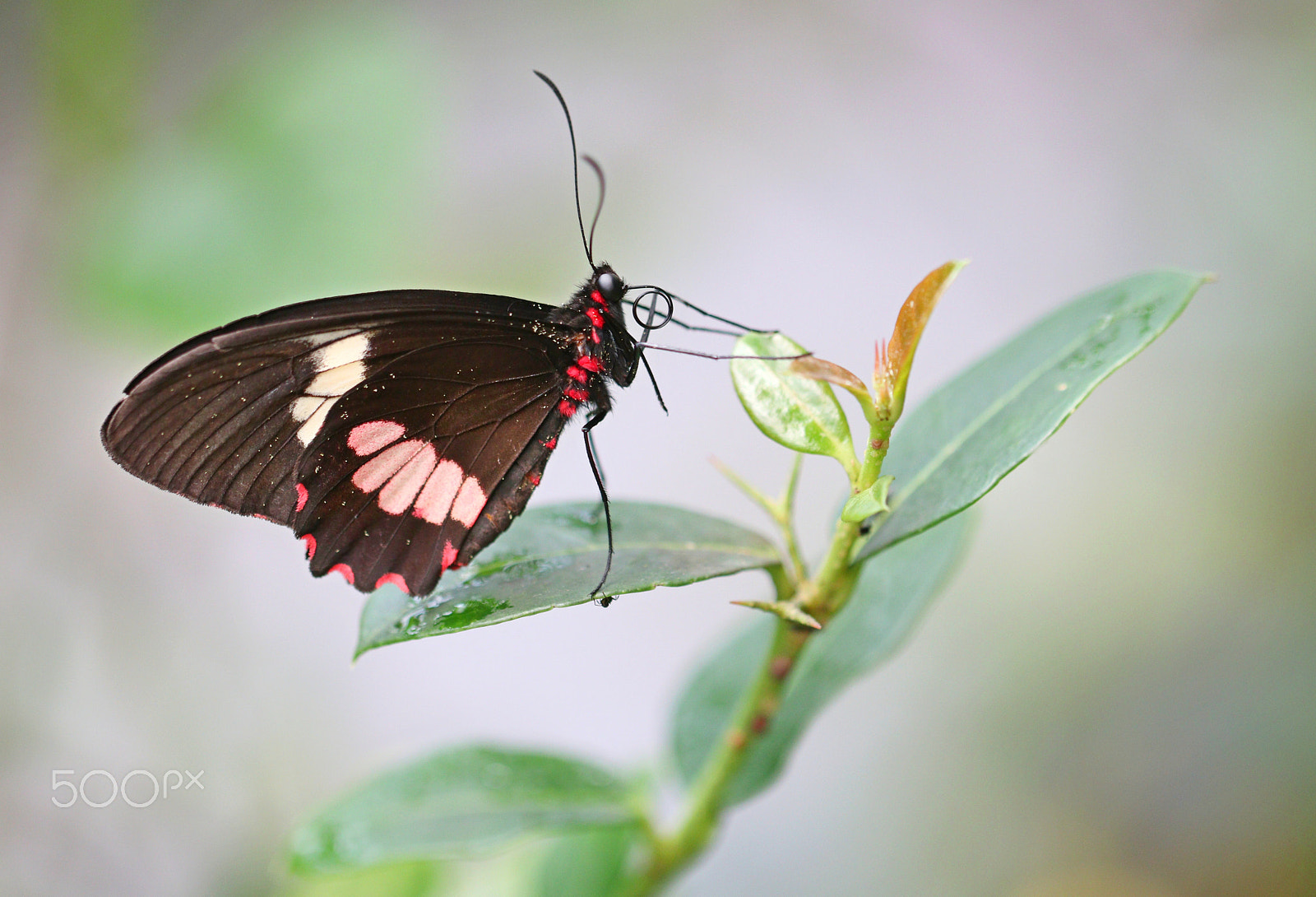 Canon EF 100mm F2.8L Macro IS USM sample photo. Butterfly photography
