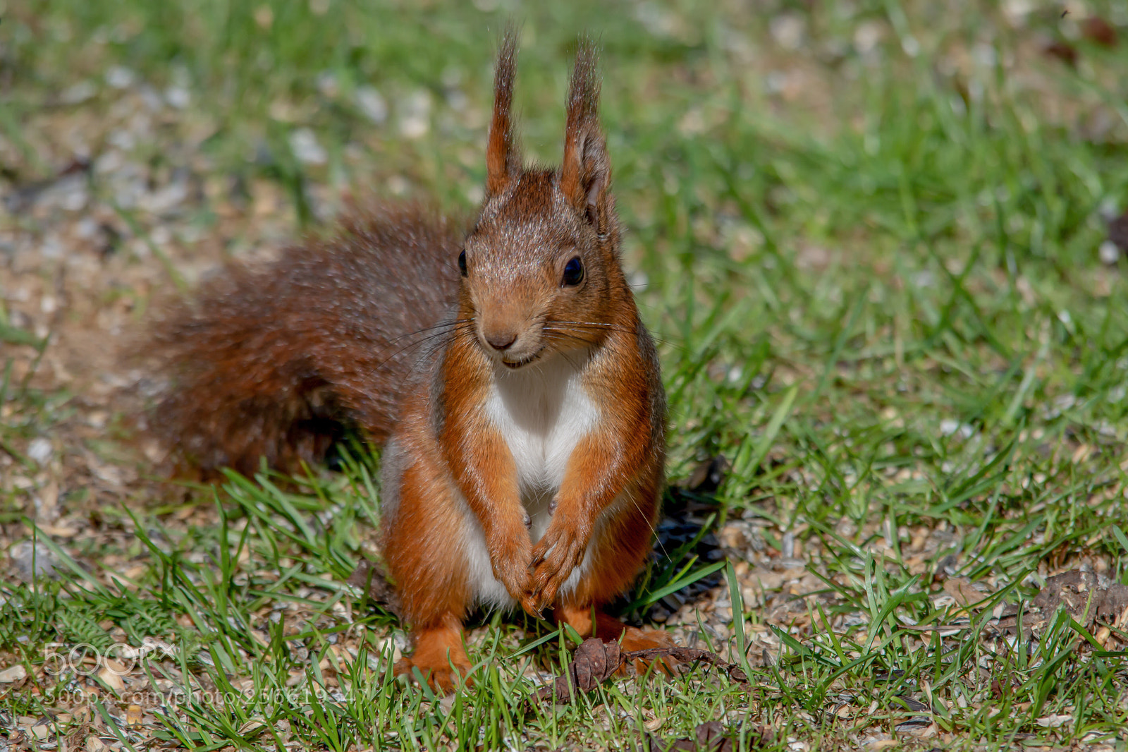 Nikon D7200 sample photo. The squirrel begging for photography