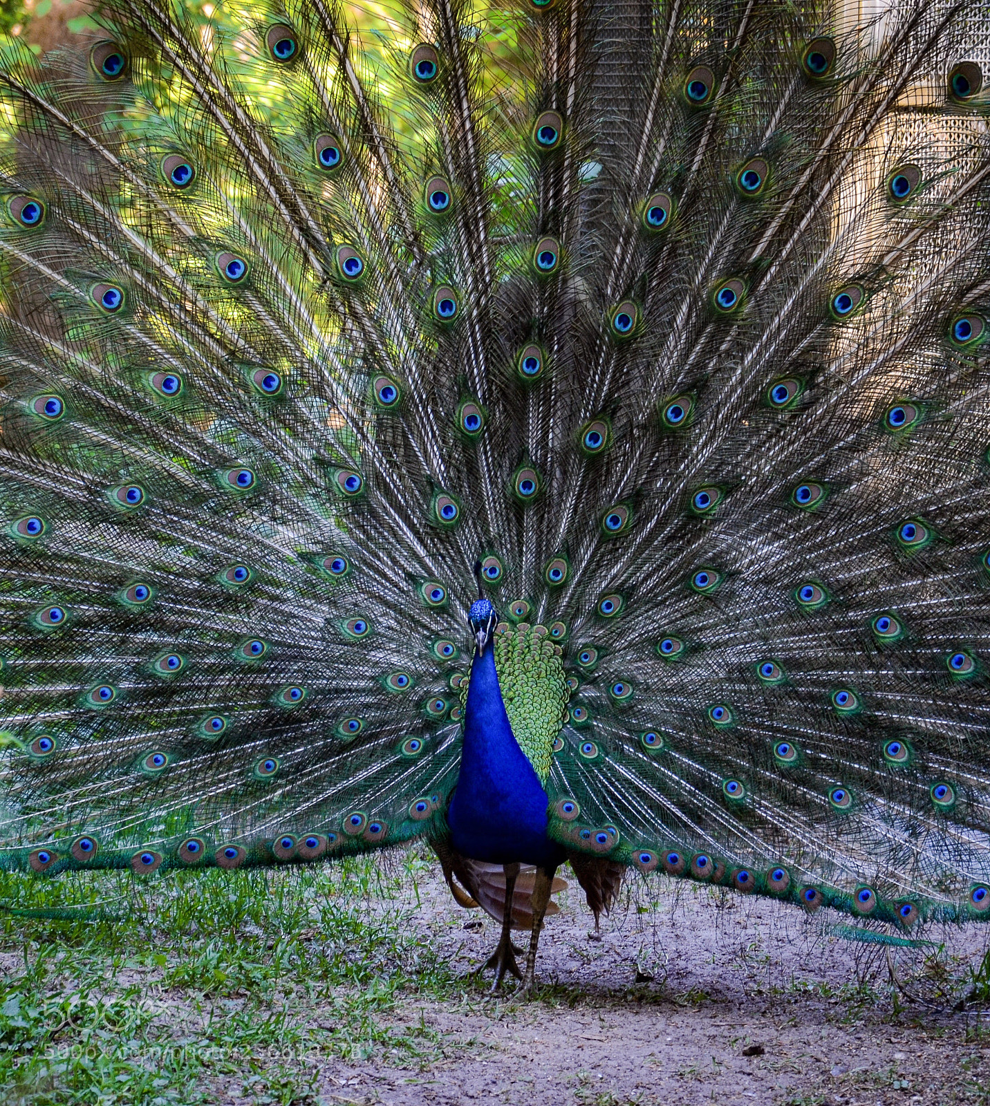 Nikon D7000 sample photo. Peacock photography