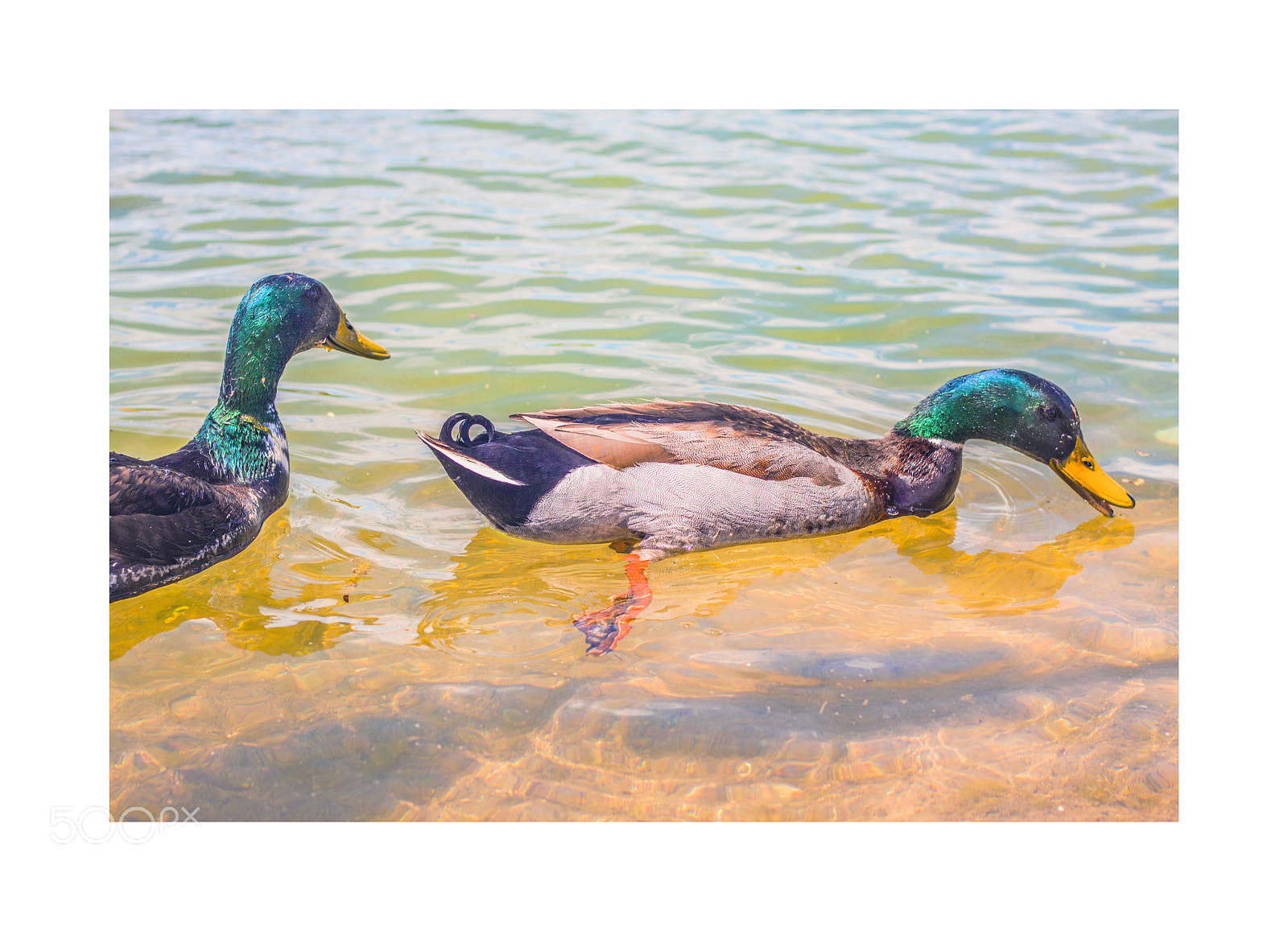 Canon EOS 50D sample photo. Ducks photography