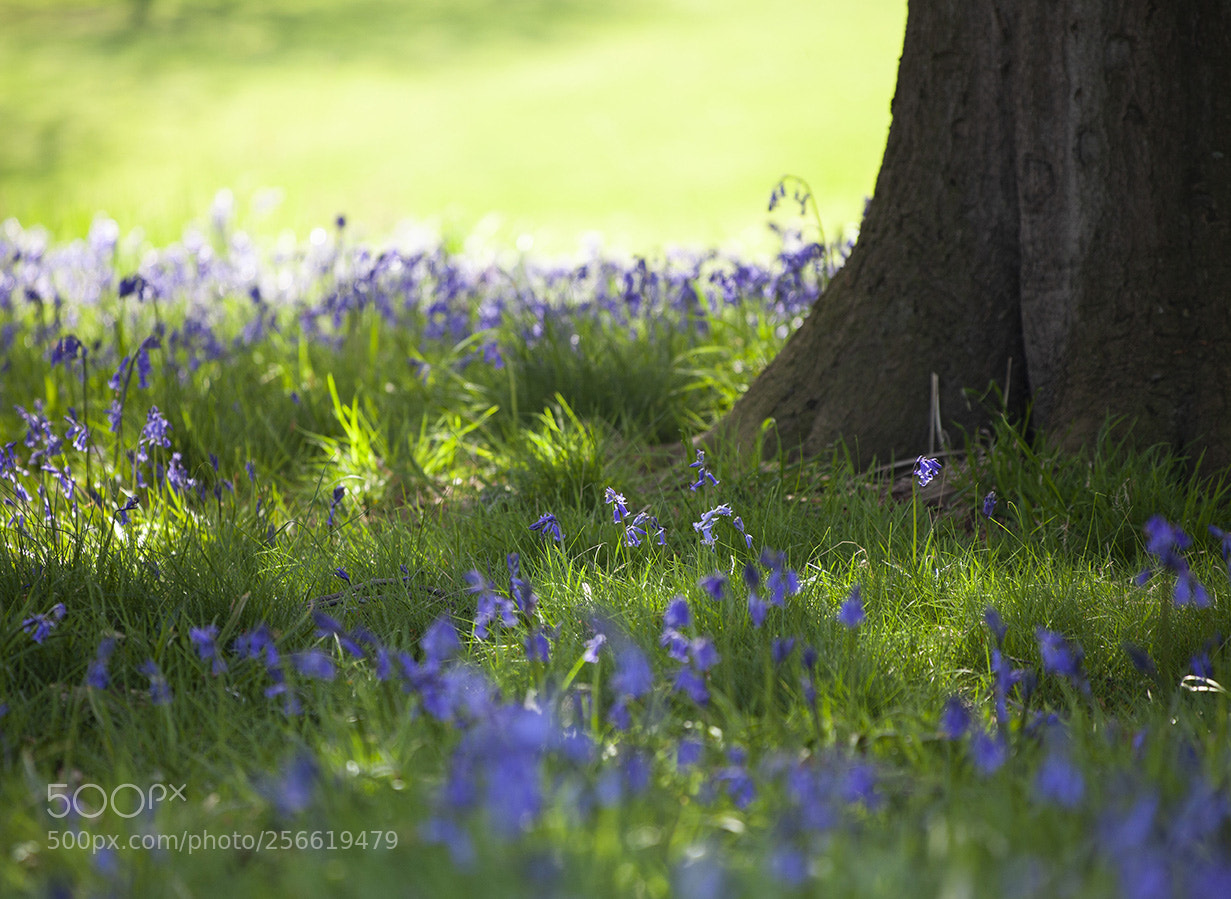 Canon EOS 5D Mark II sample photo. Bluebells photography