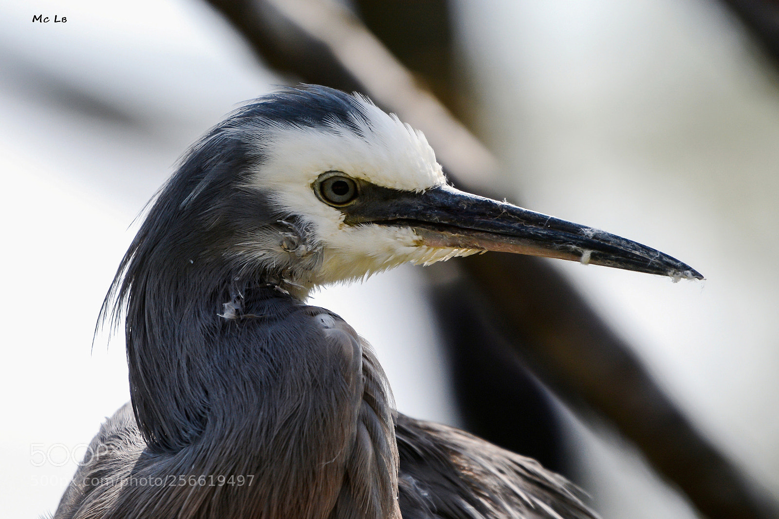 Nikon D7100 sample photo. Ardea herodias - grand photography