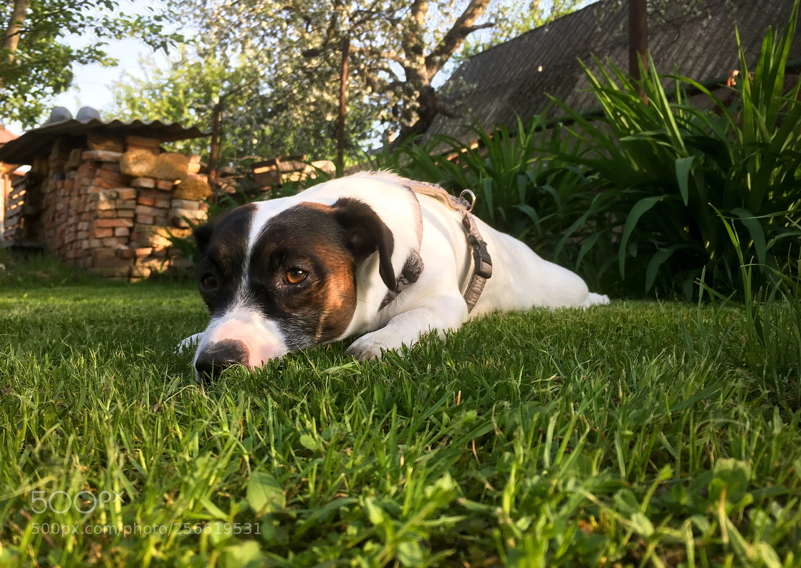 Apple iPhone SE sample photo. Summertime sadness photography