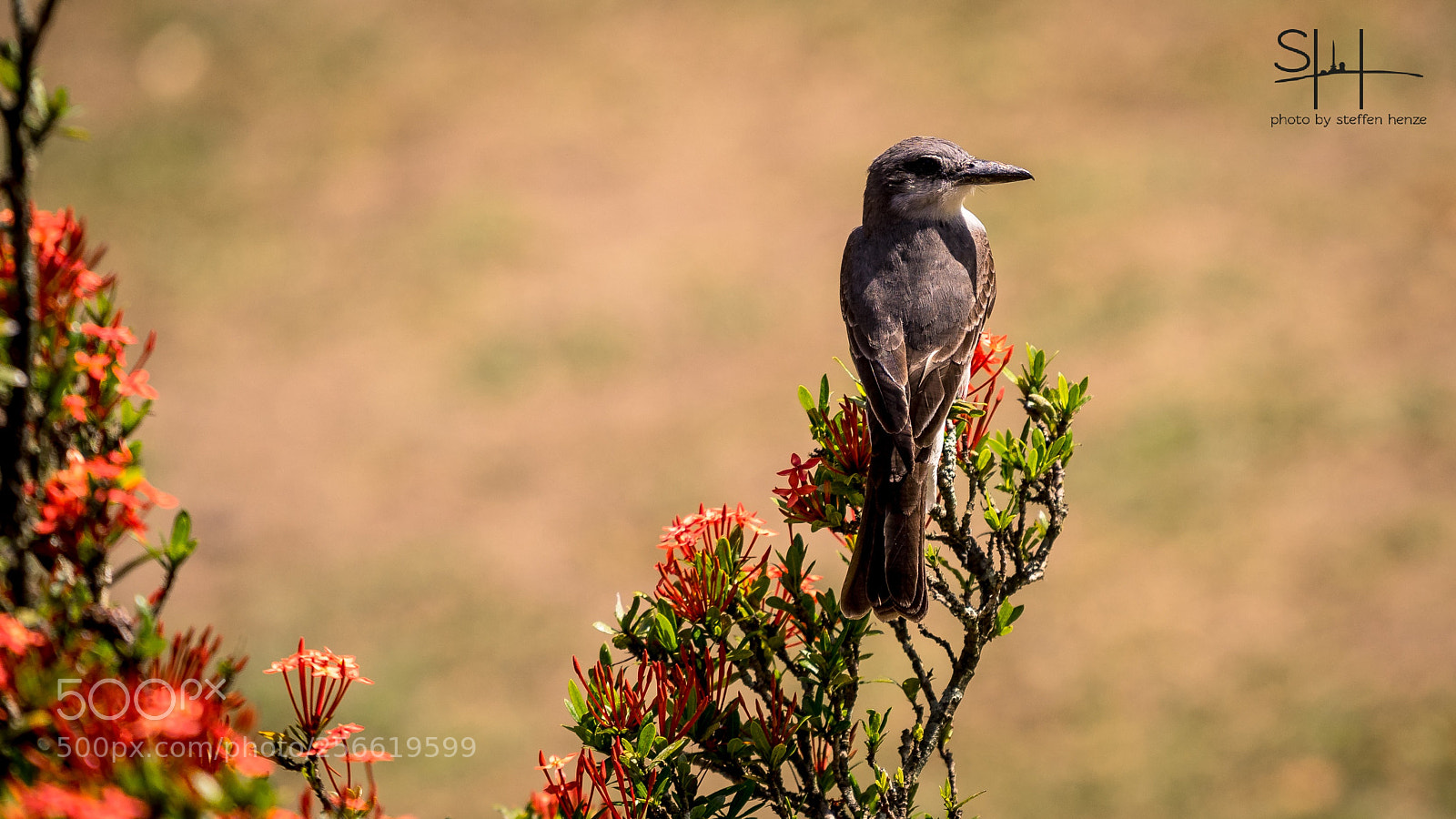 Sony a7 sample photo. Ein vogel photography
