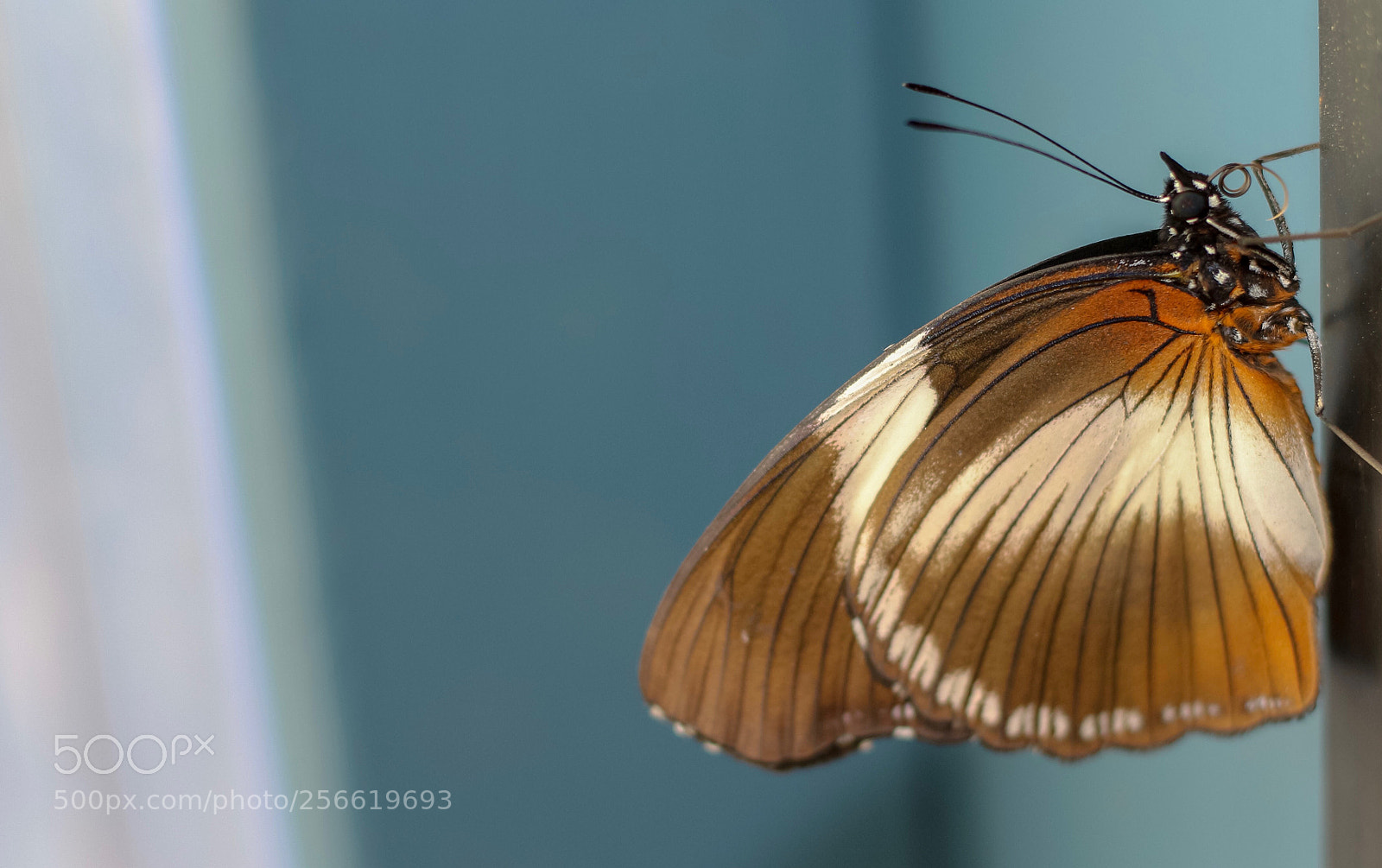 Canon EOS 650D (EOS Rebel T4i / EOS Kiss X6i) sample photo. Butterfly resting photography