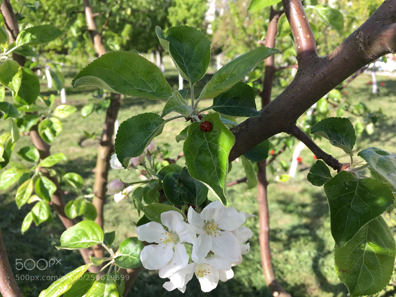 Apple iPhone SE sample photo. Ladybird photography