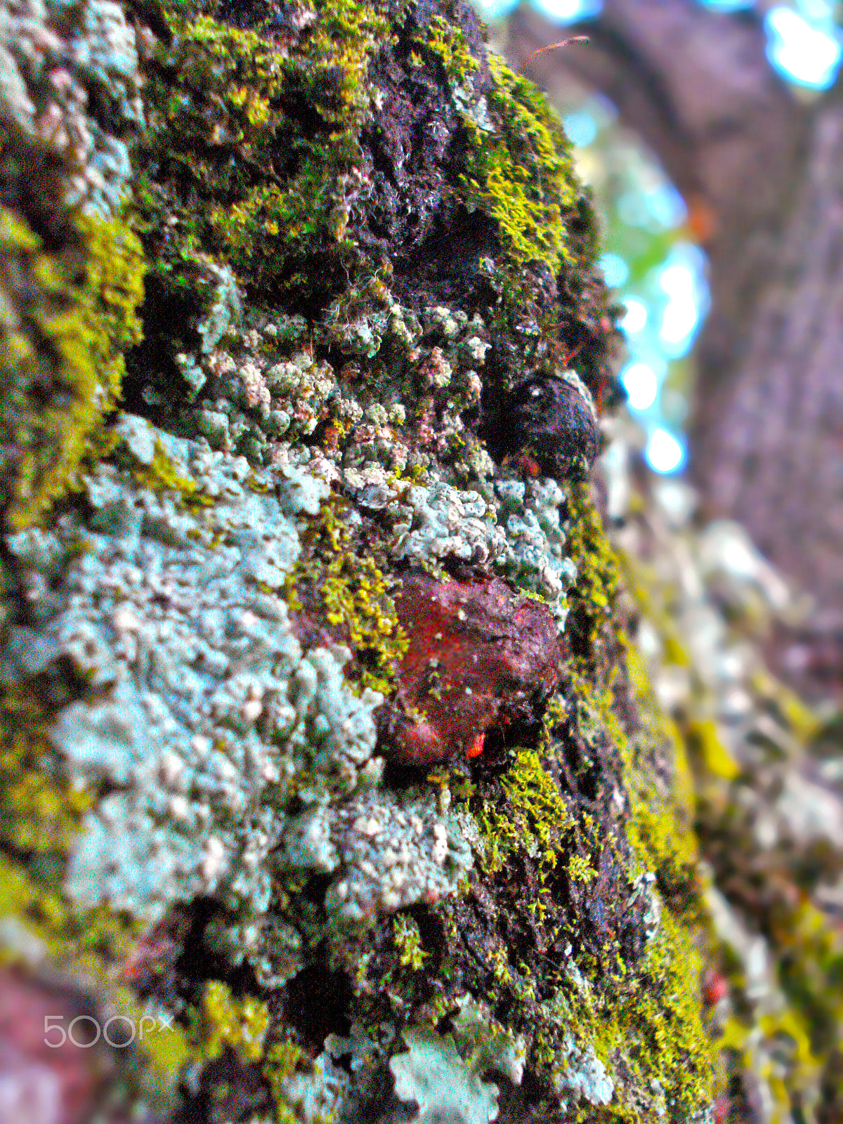 Sony DSC-W55 sample photo. Vertical swamp. photography