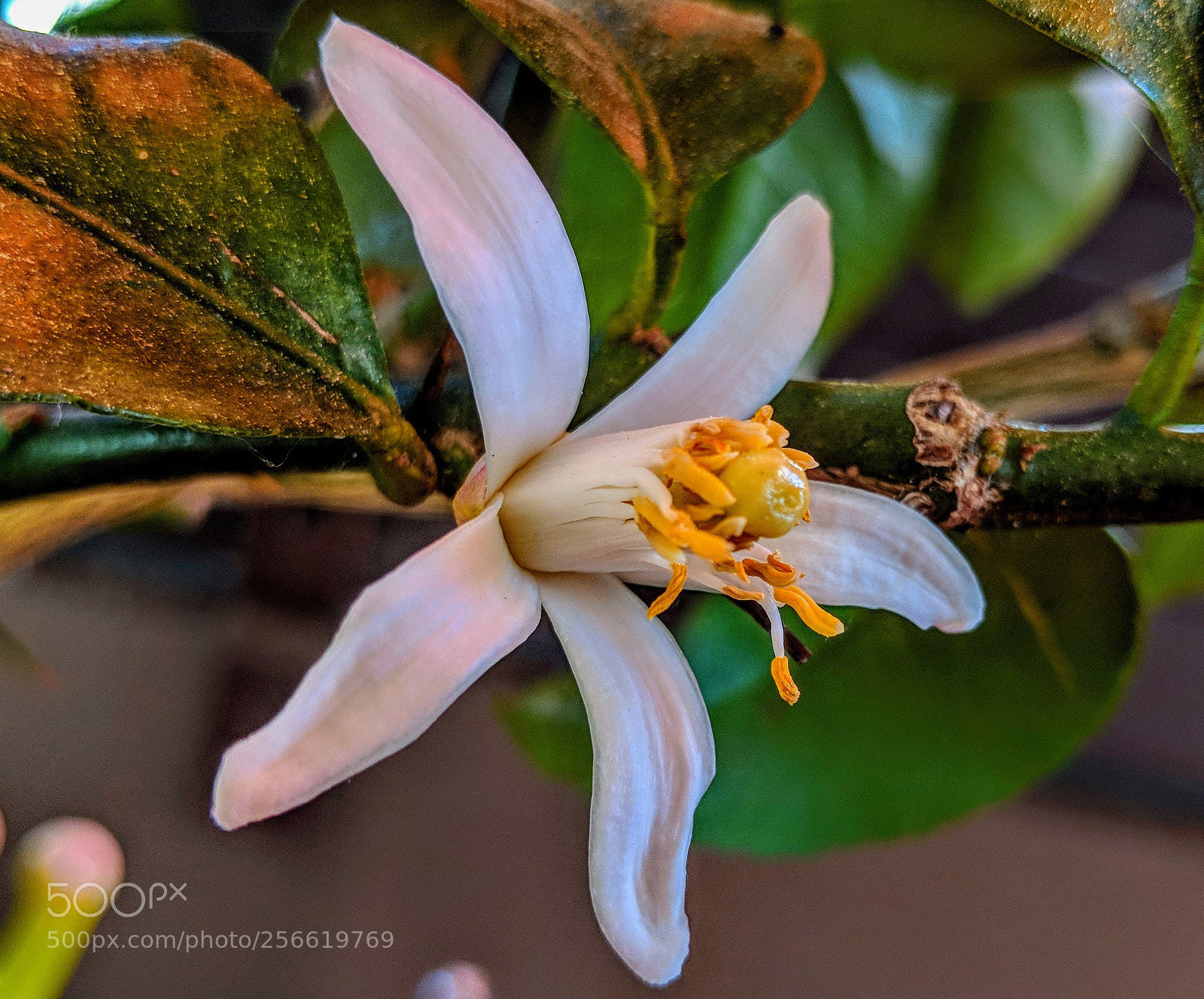 Google Pixel 2 XL sample photo. Zitronenblüte photography