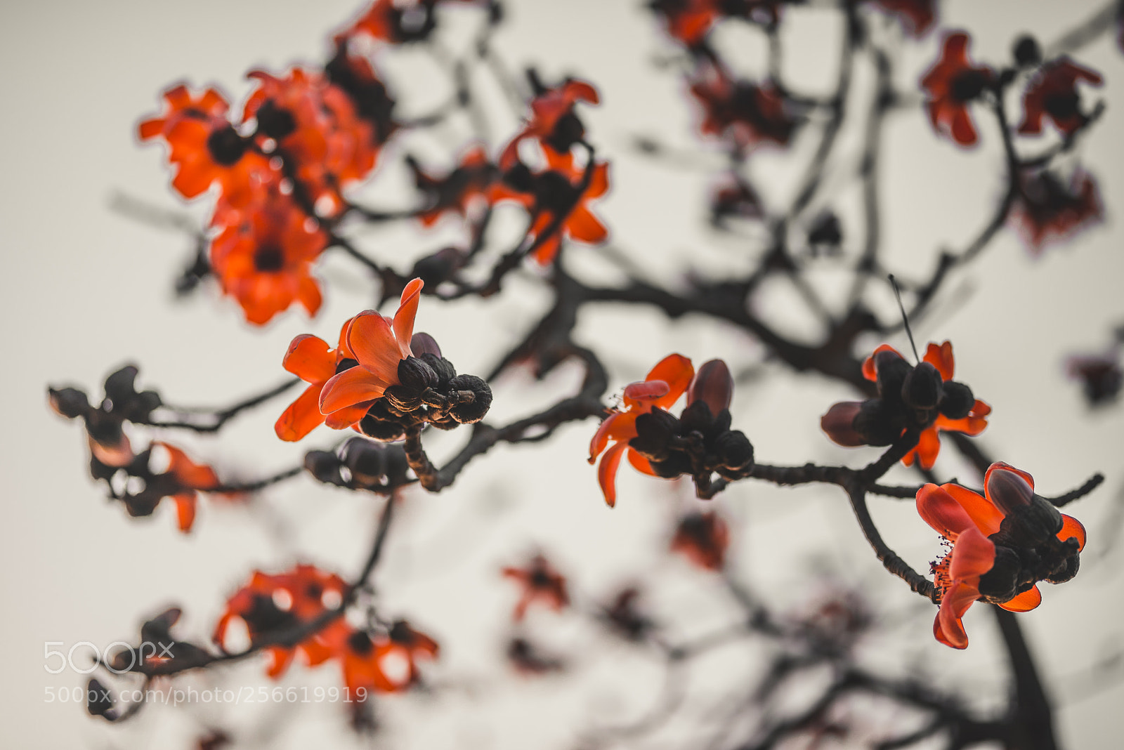 Nikon D610 sample photo. Gone in bloom and photography