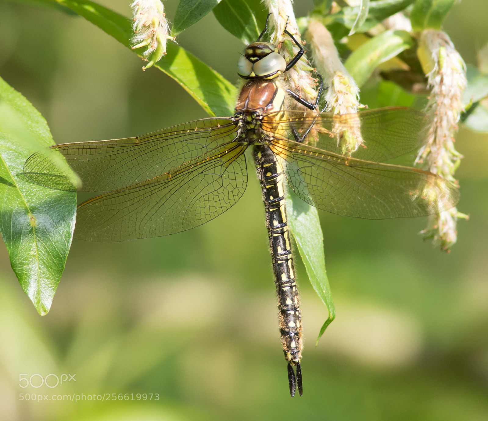 Canon EOS 7D Mark II sample photo. Hairy hawker dragonfly photography