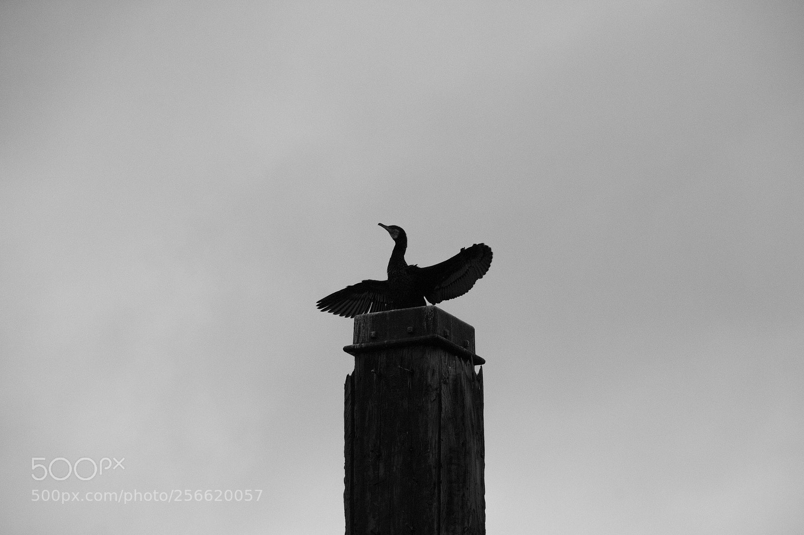 Canon EOS 700D (EOS Rebel T5i / EOS Kiss X7i) sample photo. Img photography