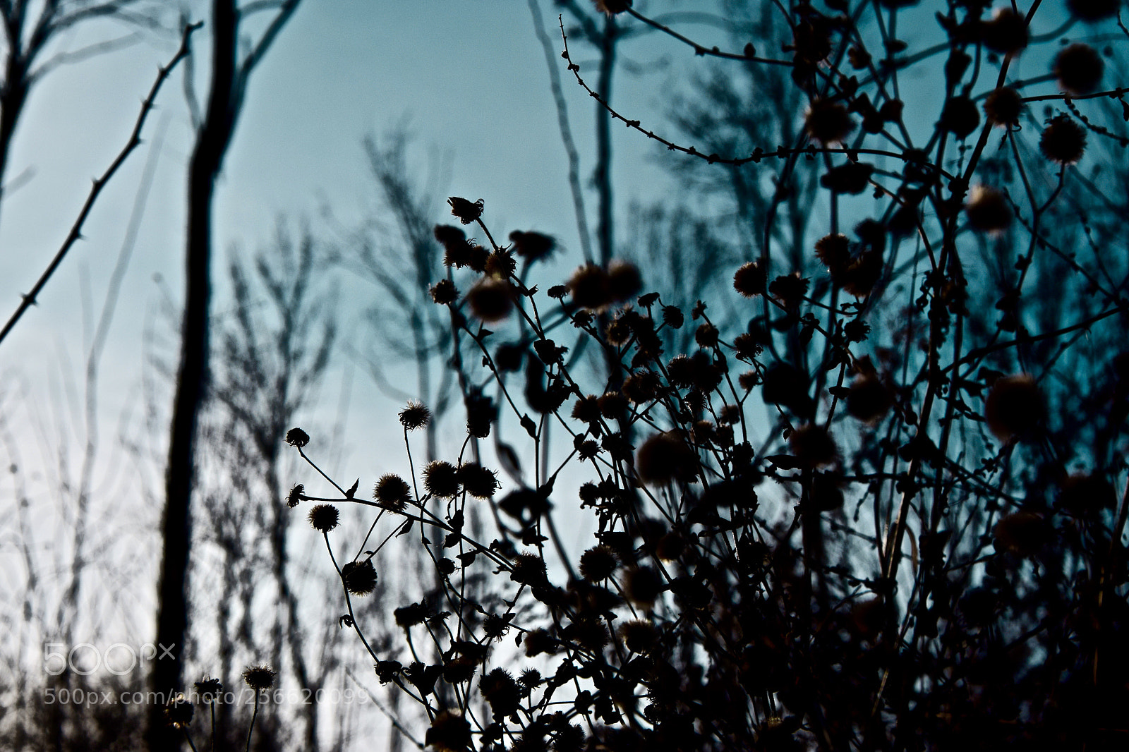 Nikon D3300 sample photo. In a dream photography