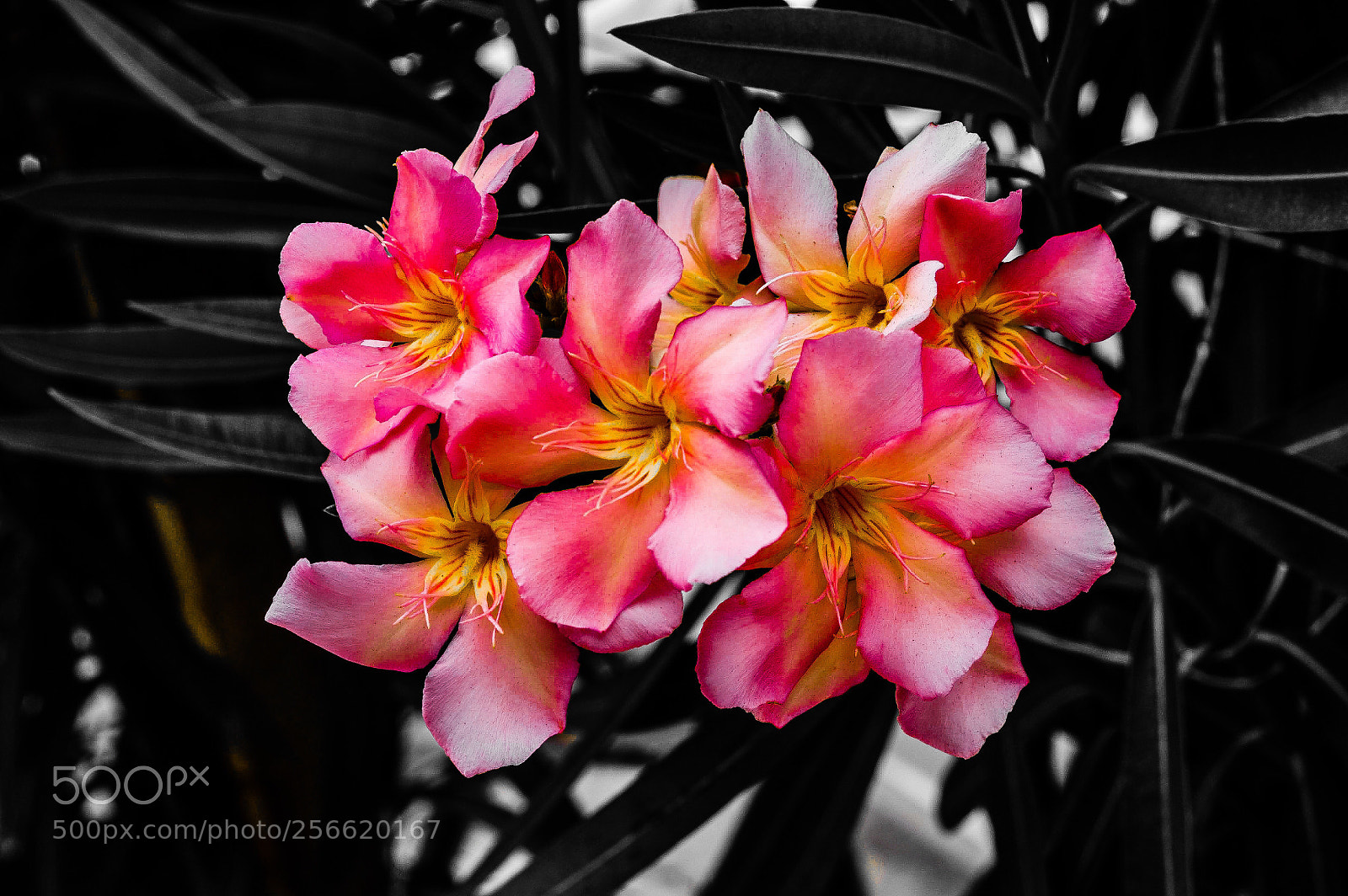 Nikon D3200 sample photo. ? flores ?  photography