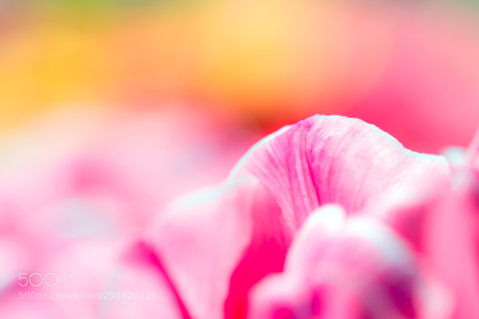 Nikon D7100 sample photo. Garden#1 photography