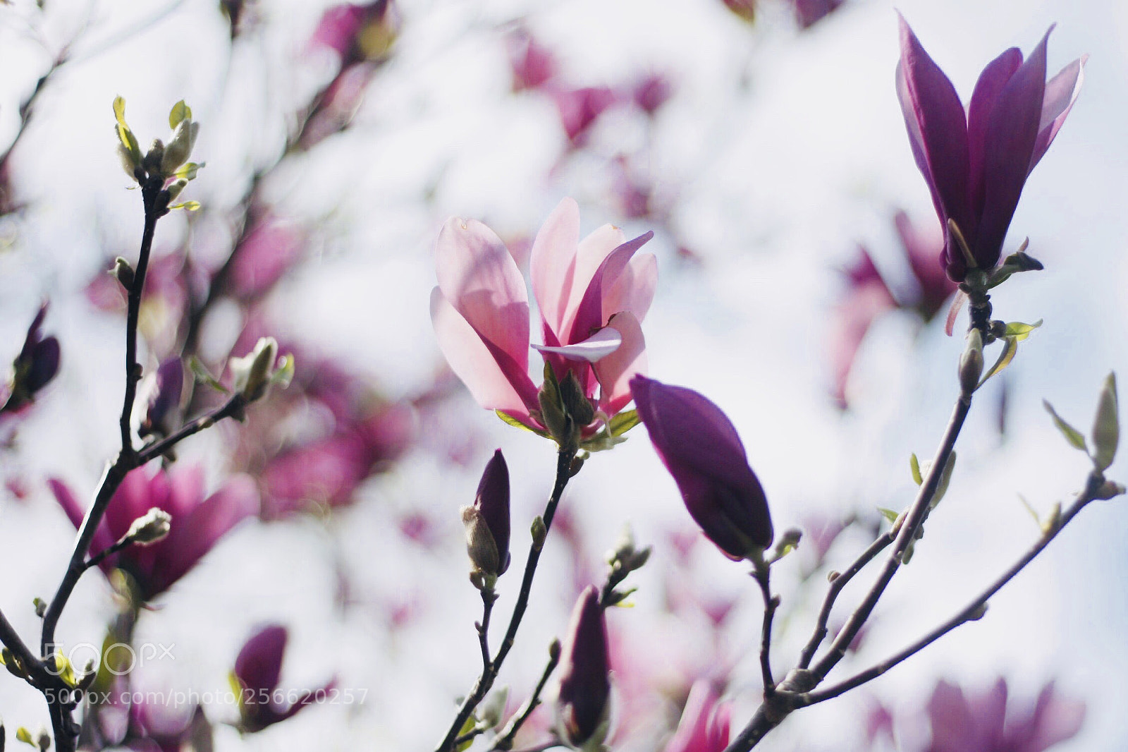 Canon EOS 450D (EOS Rebel XSi / EOS Kiss X2) sample photo. Spring flowers photography