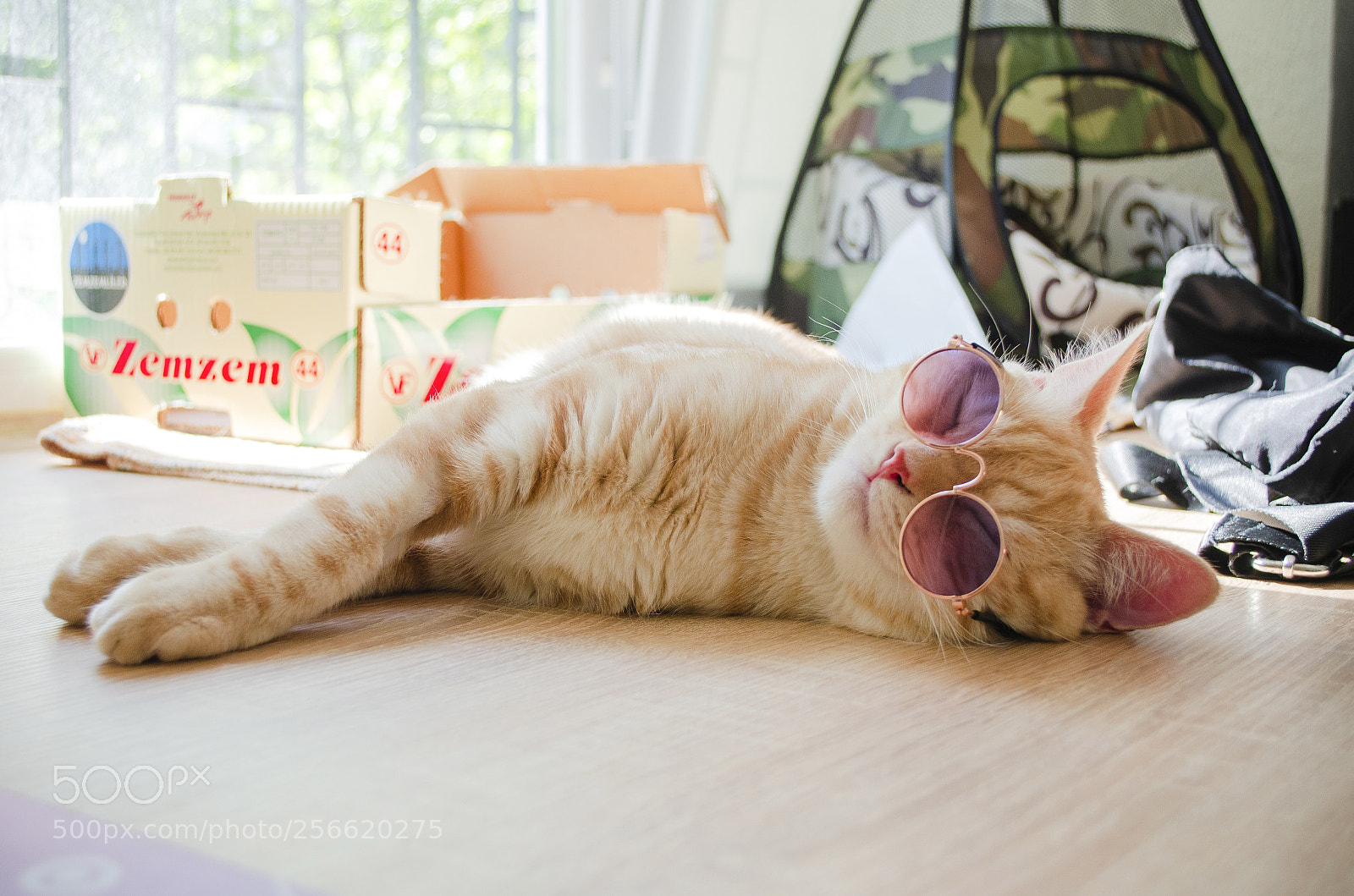 Nikon D5100 sample photo. Fill the noble prince photography