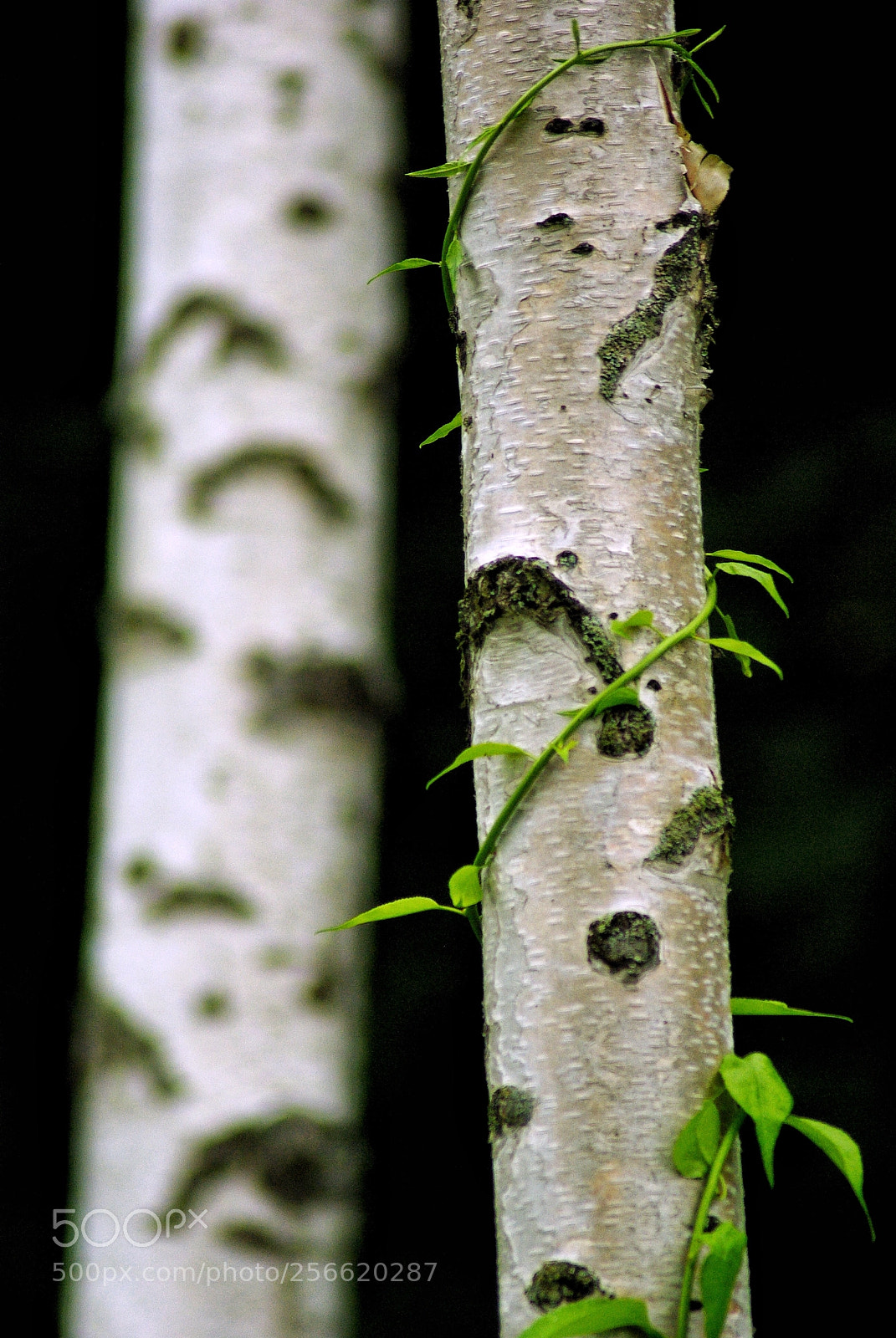 Pentax K10D sample photo. White birch photography
