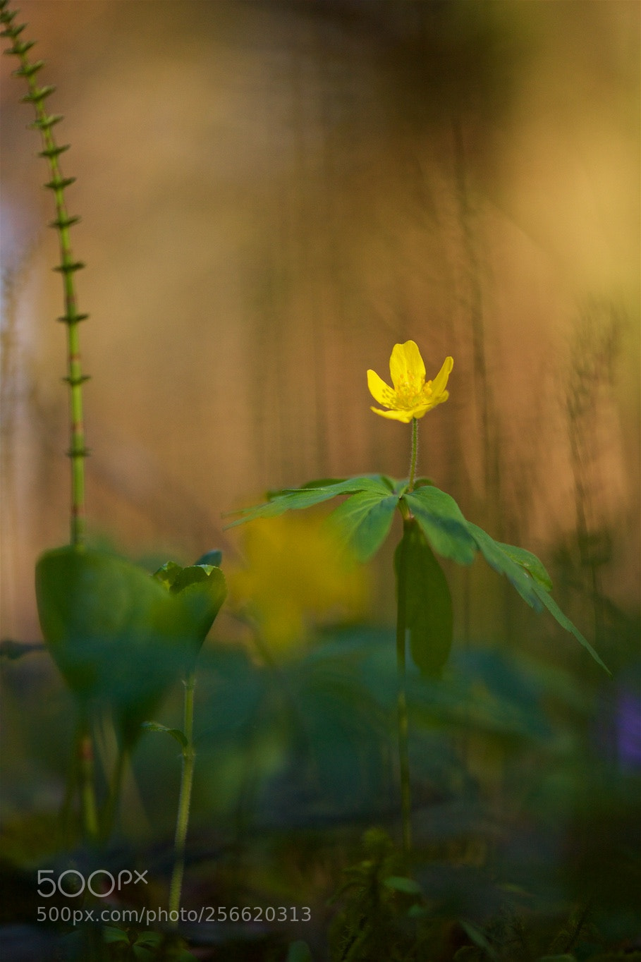 Nikon D810 sample photo. Feeling of evening. photography