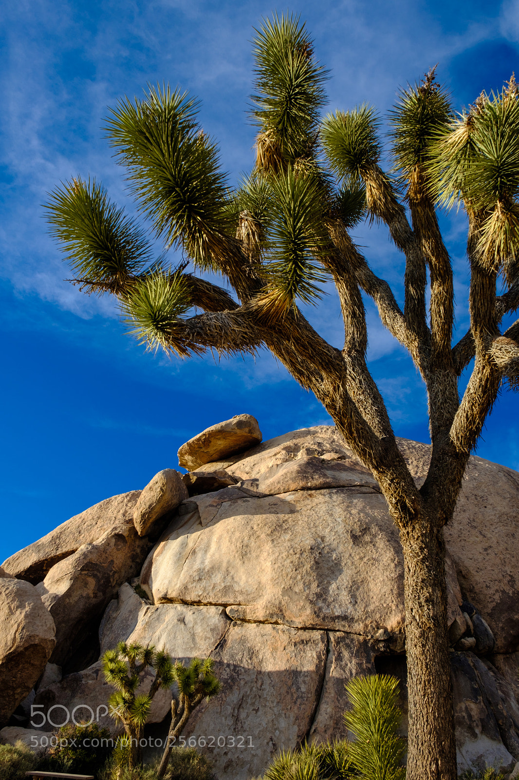 Fujifilm X-T2 sample photo. Joshua tree national park 6762 photography