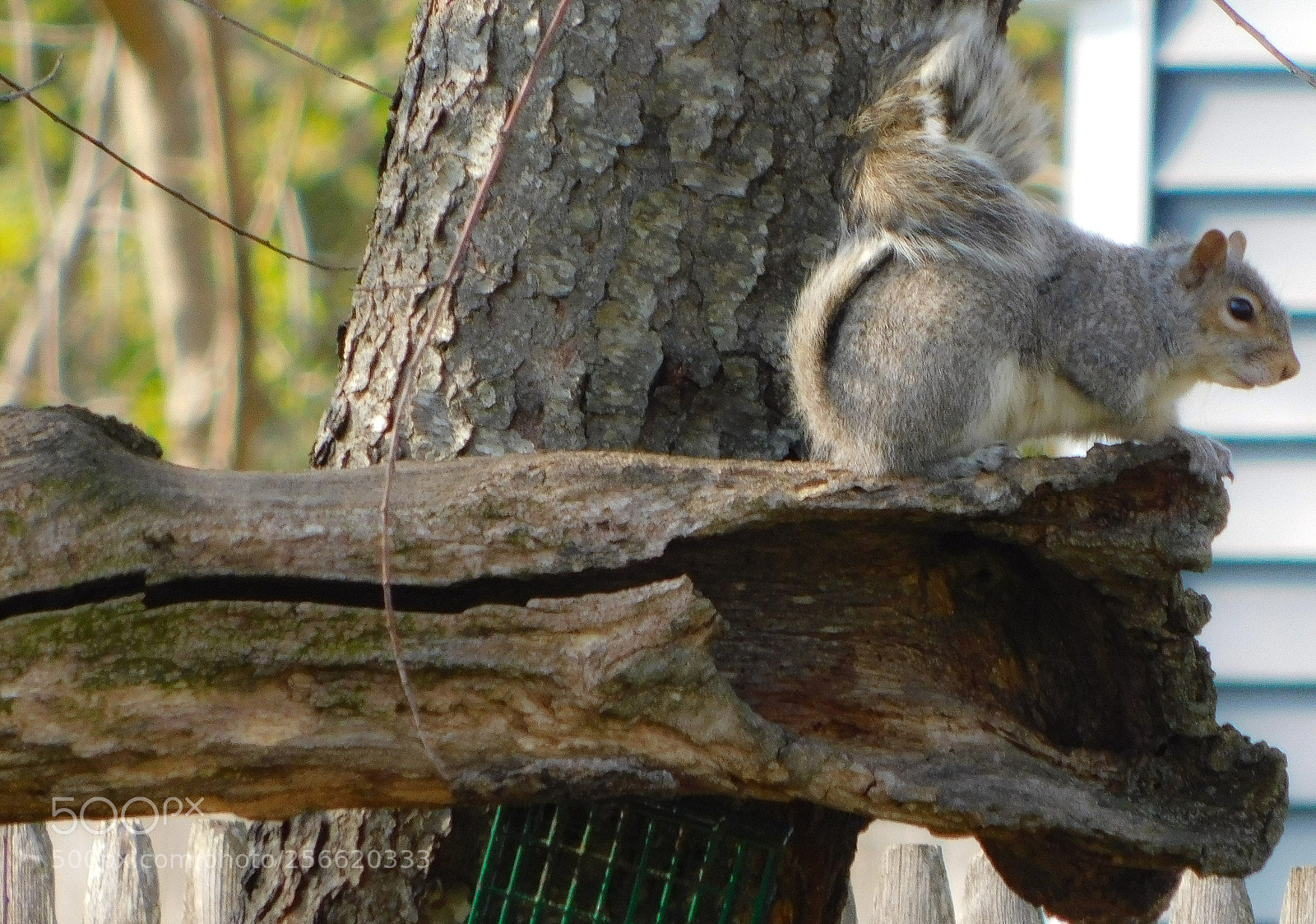 Nikon Coolpix B500 sample photo. Tail blowing in the photography