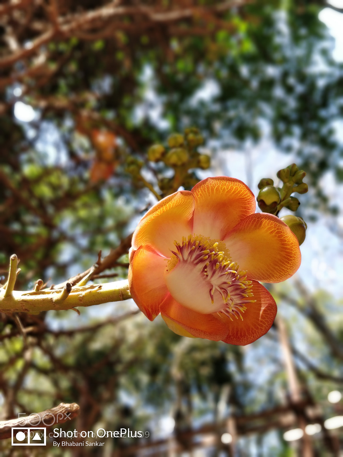 OnePlus 5 sample photo. Beautiful flower photography