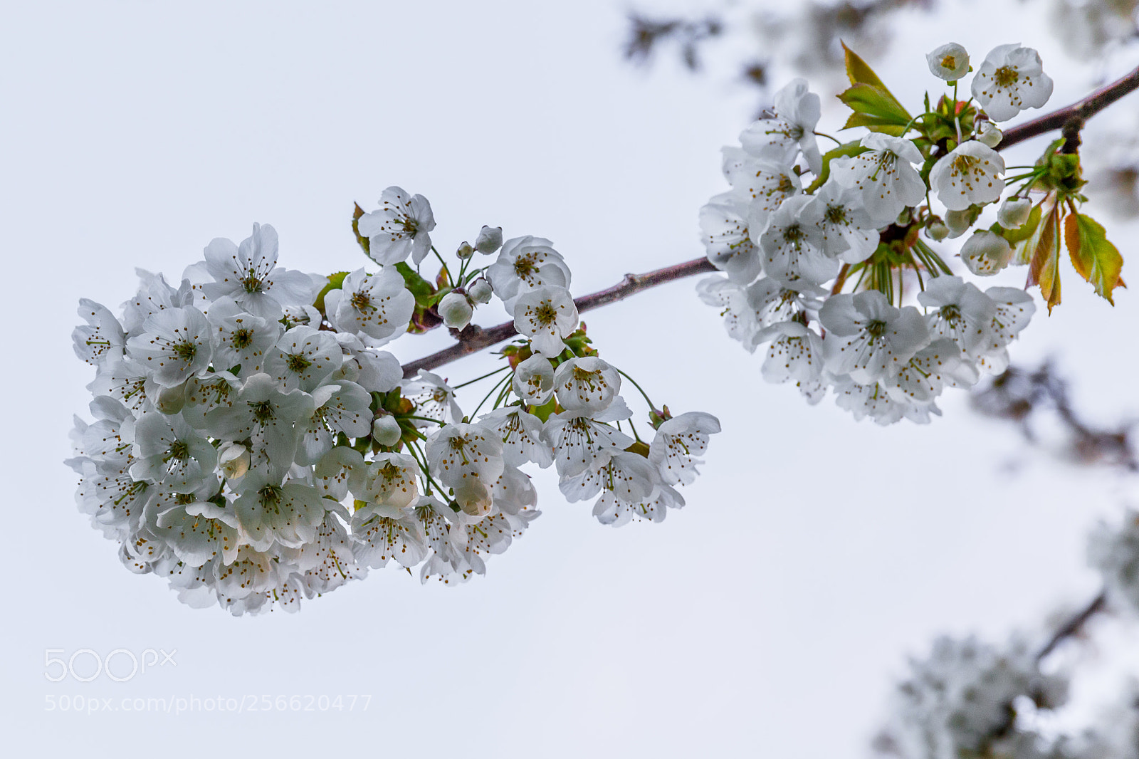 Canon EOS 6D sample photo. Blossoming photography