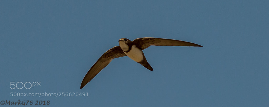 Canon EOS 70D sample photo. Alpine swift photography