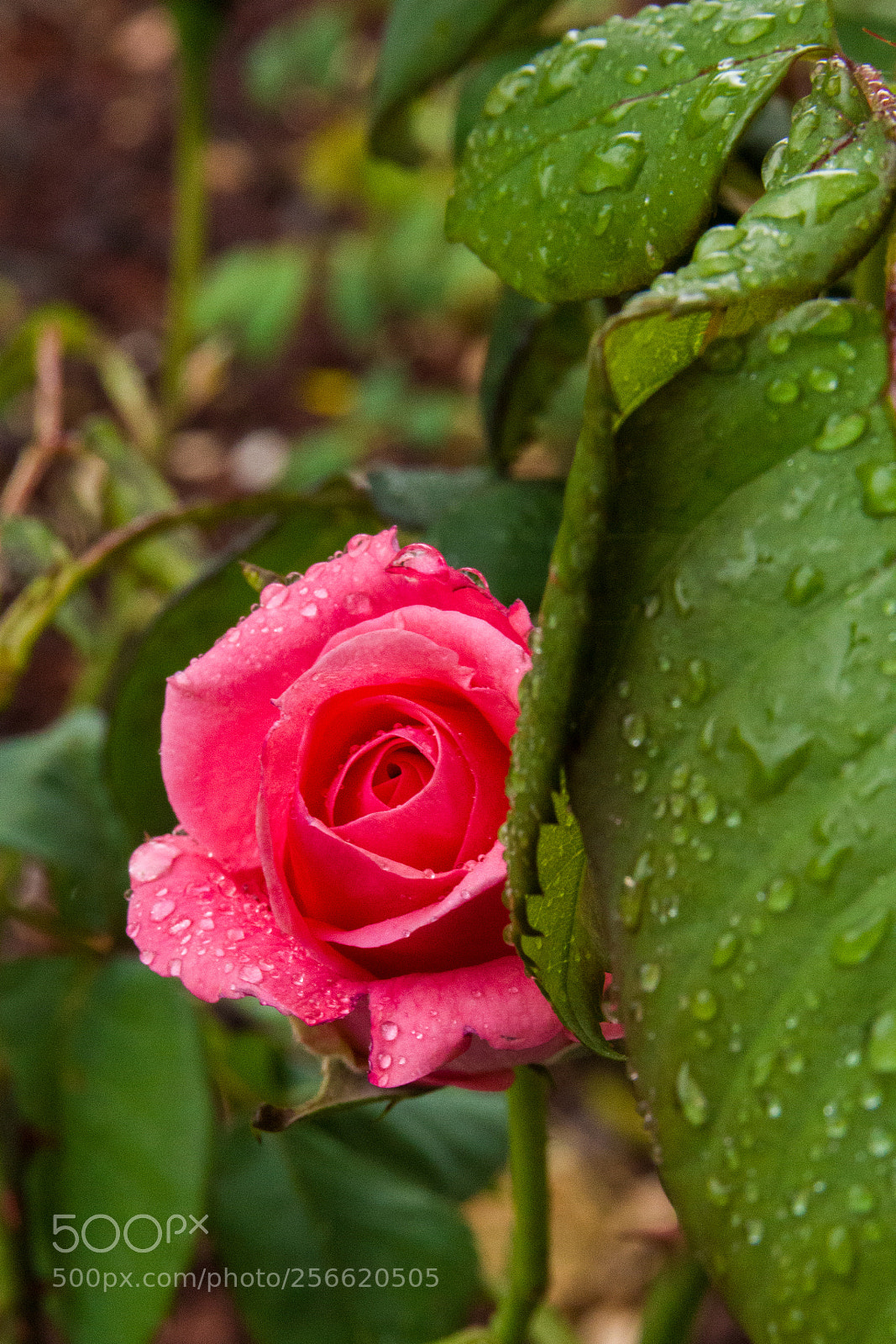 Canon EOS 100D (EOS Rebel SL1 / EOS Kiss X7) sample photo. Wet rose photography