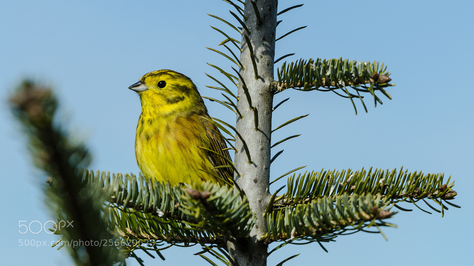 Nikon D7000 sample photo. Yellowhammer photography