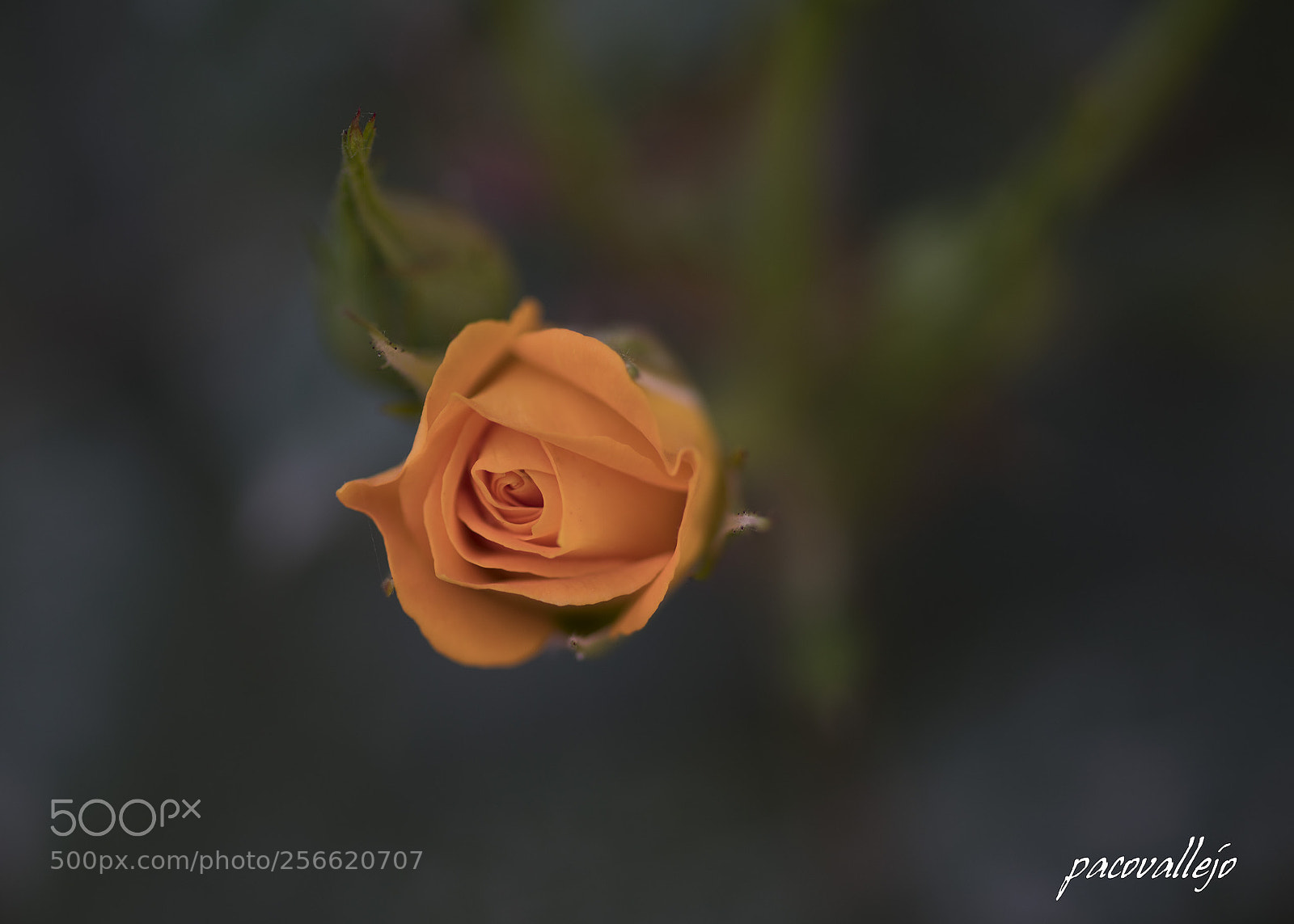 Sony a99 II sample photo. The rose photography