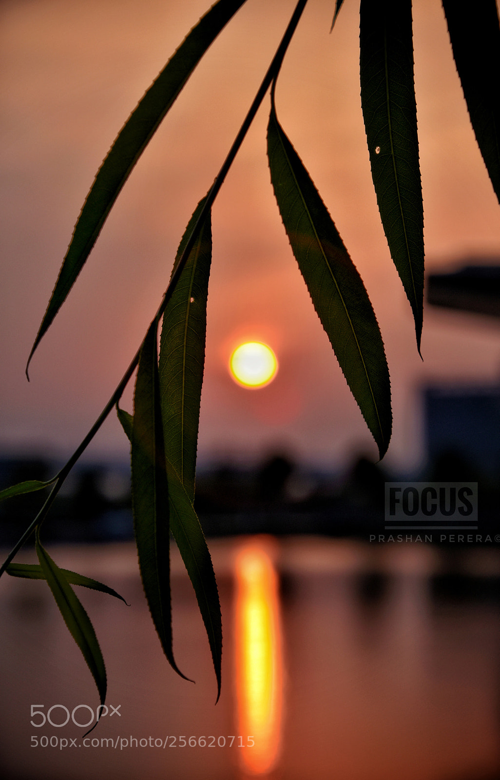 Nikon D5600 sample photo. Sunsets by the lake photography