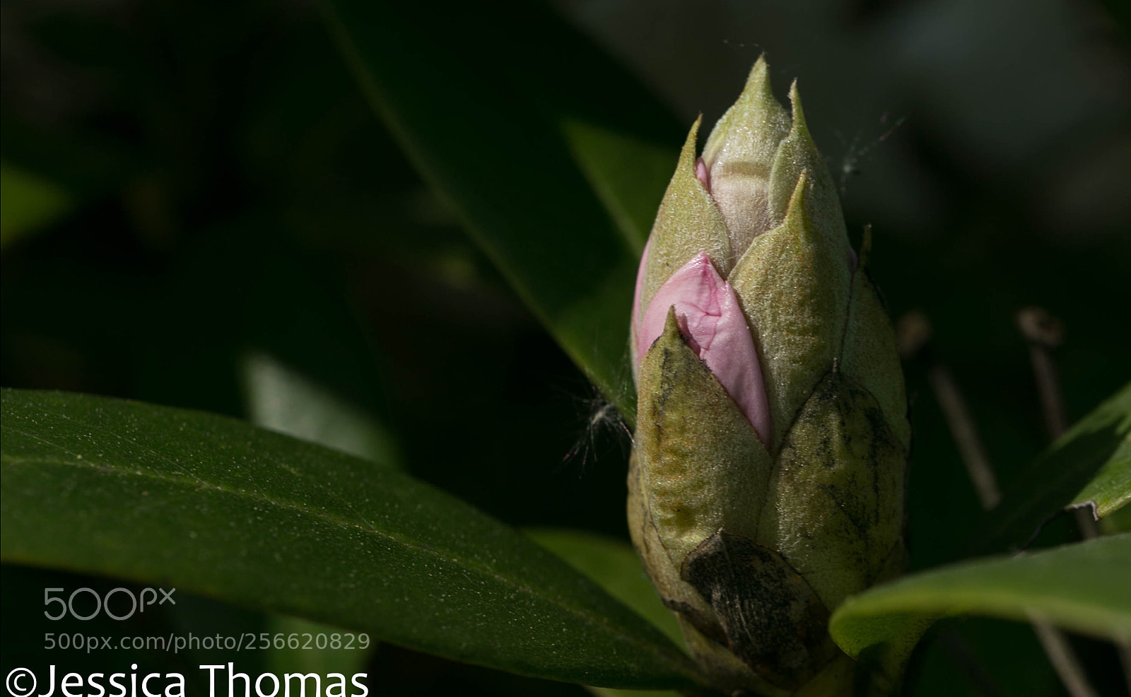 Canon EOS 6D sample photo. Untitled photography
