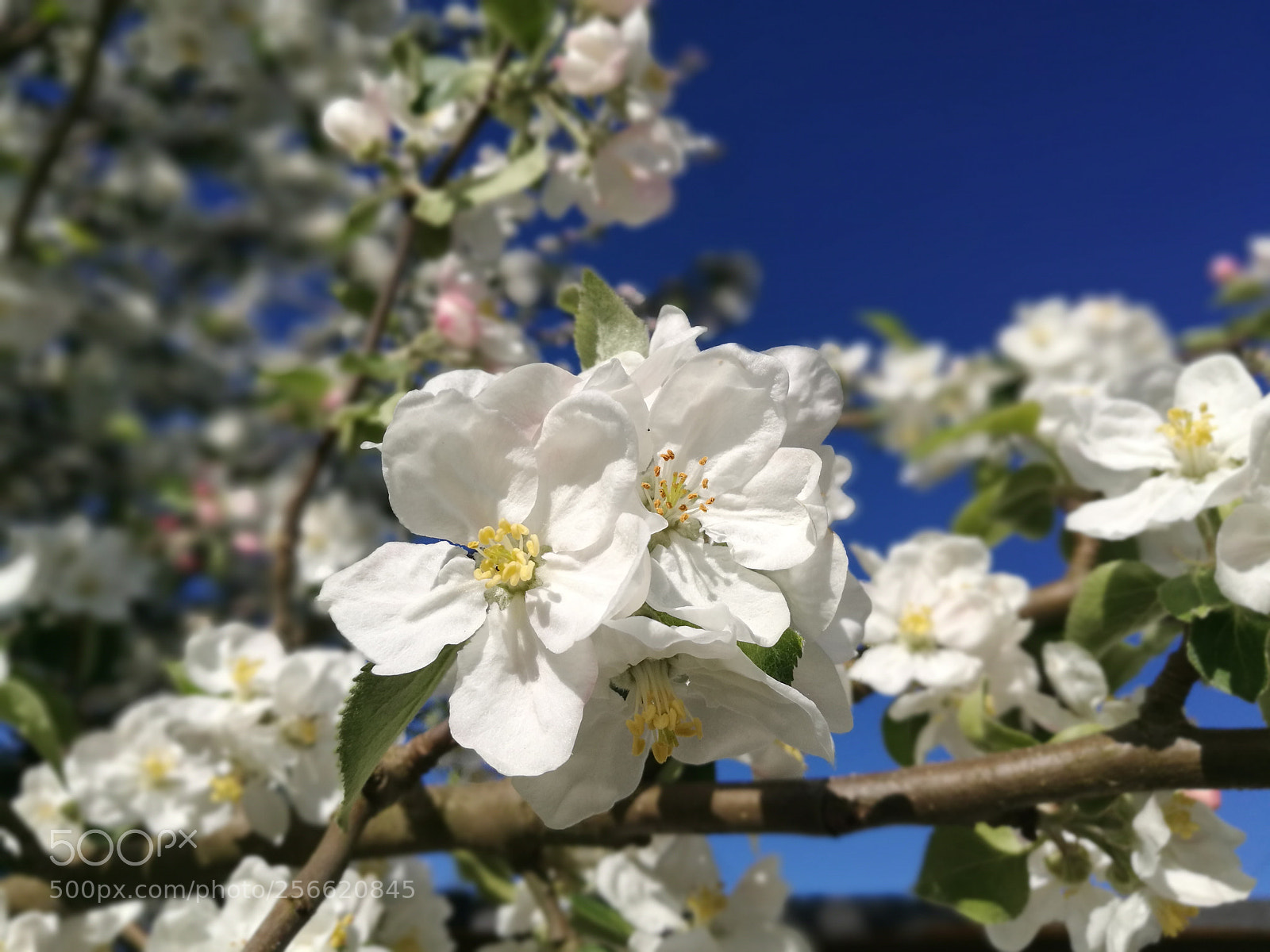HUAWEI P9 sample photo. #walczeop20pro photography