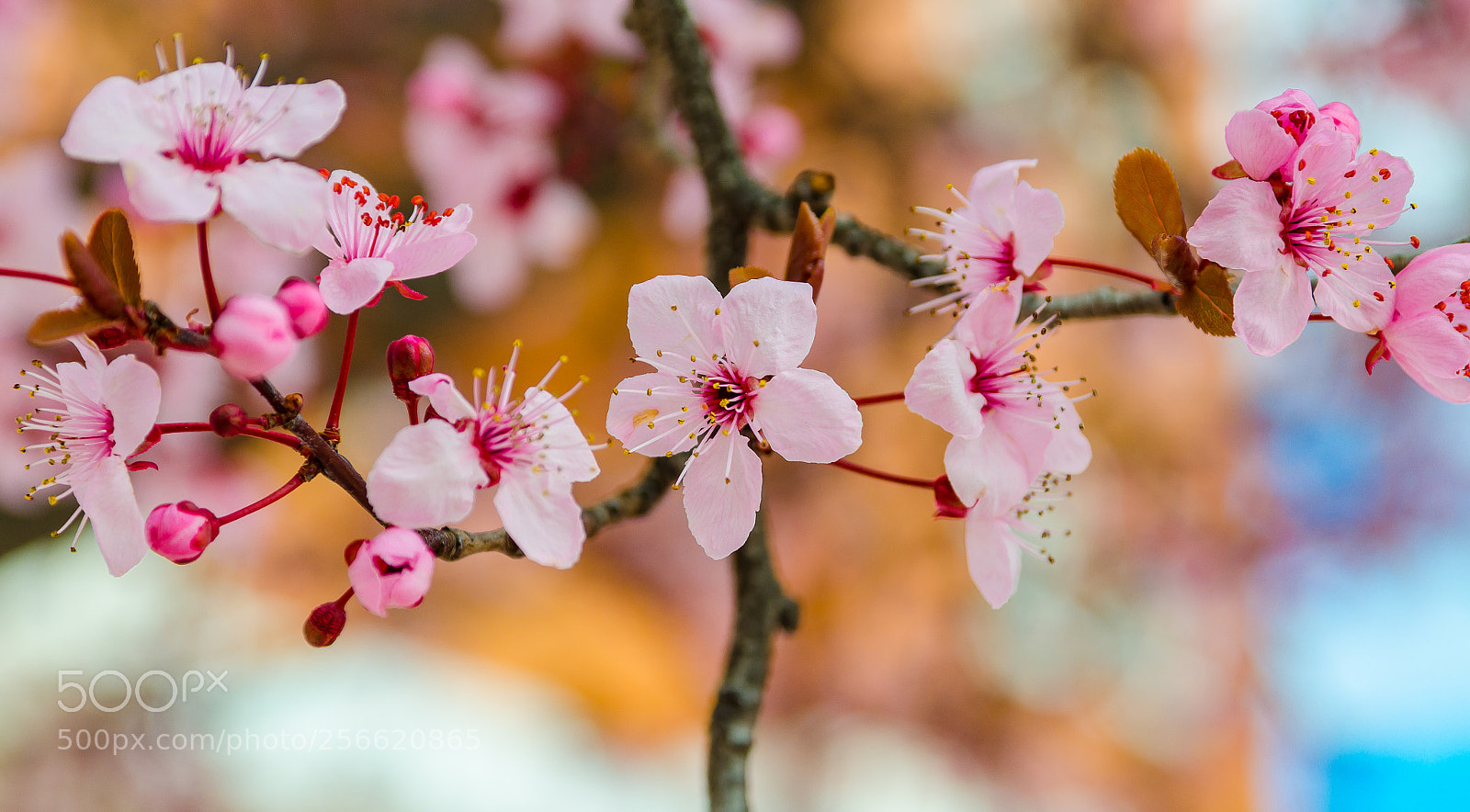 Nikon D7000 sample photo. Flores photography