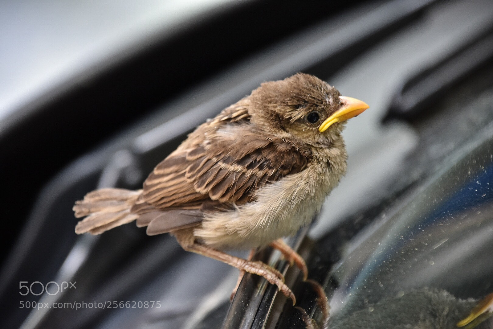 Nikon D3400 sample photo. Litle sparrow photography